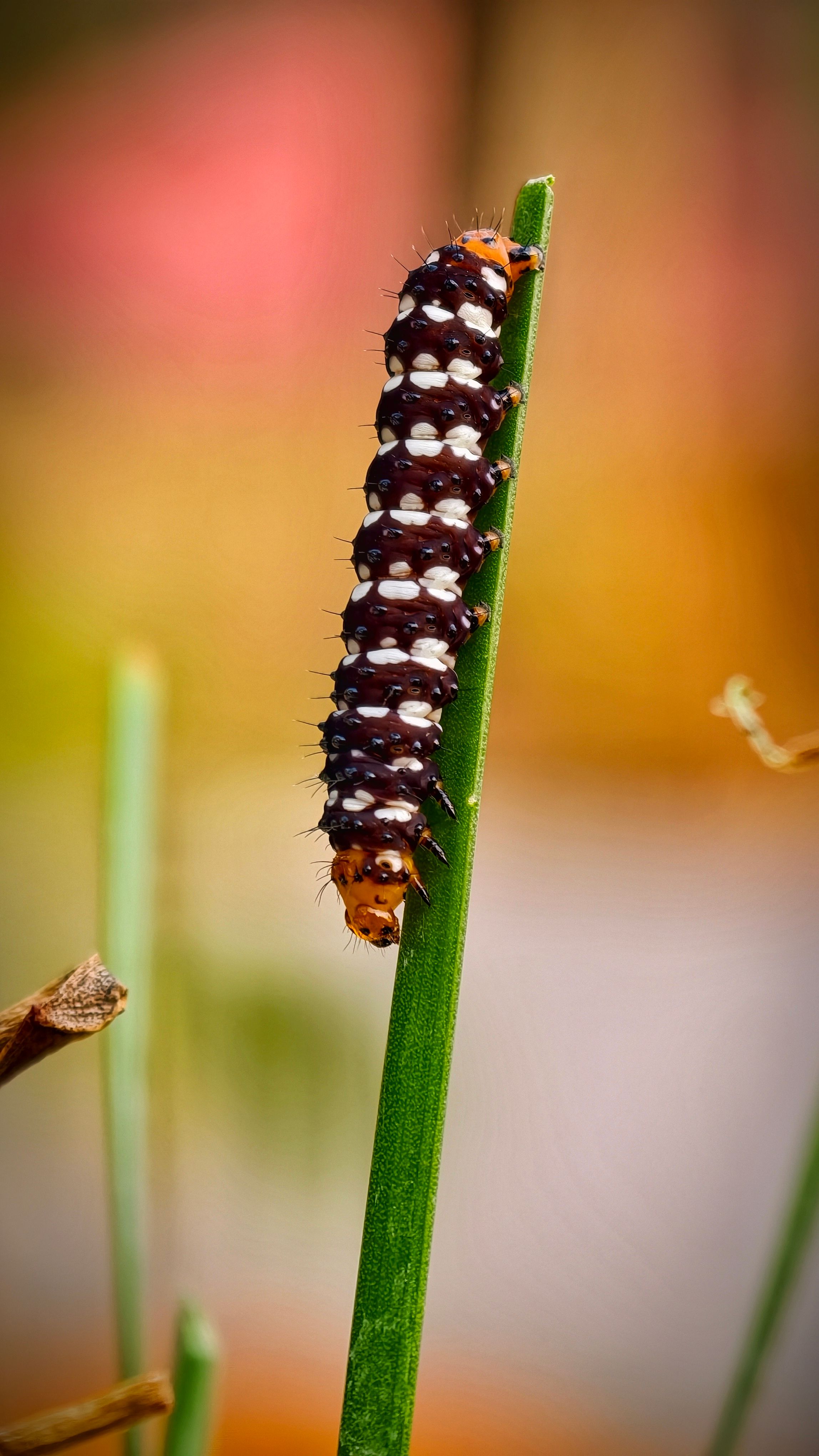 Vibrant caterpillar clings to a plant stem outdoors with a blurred background.