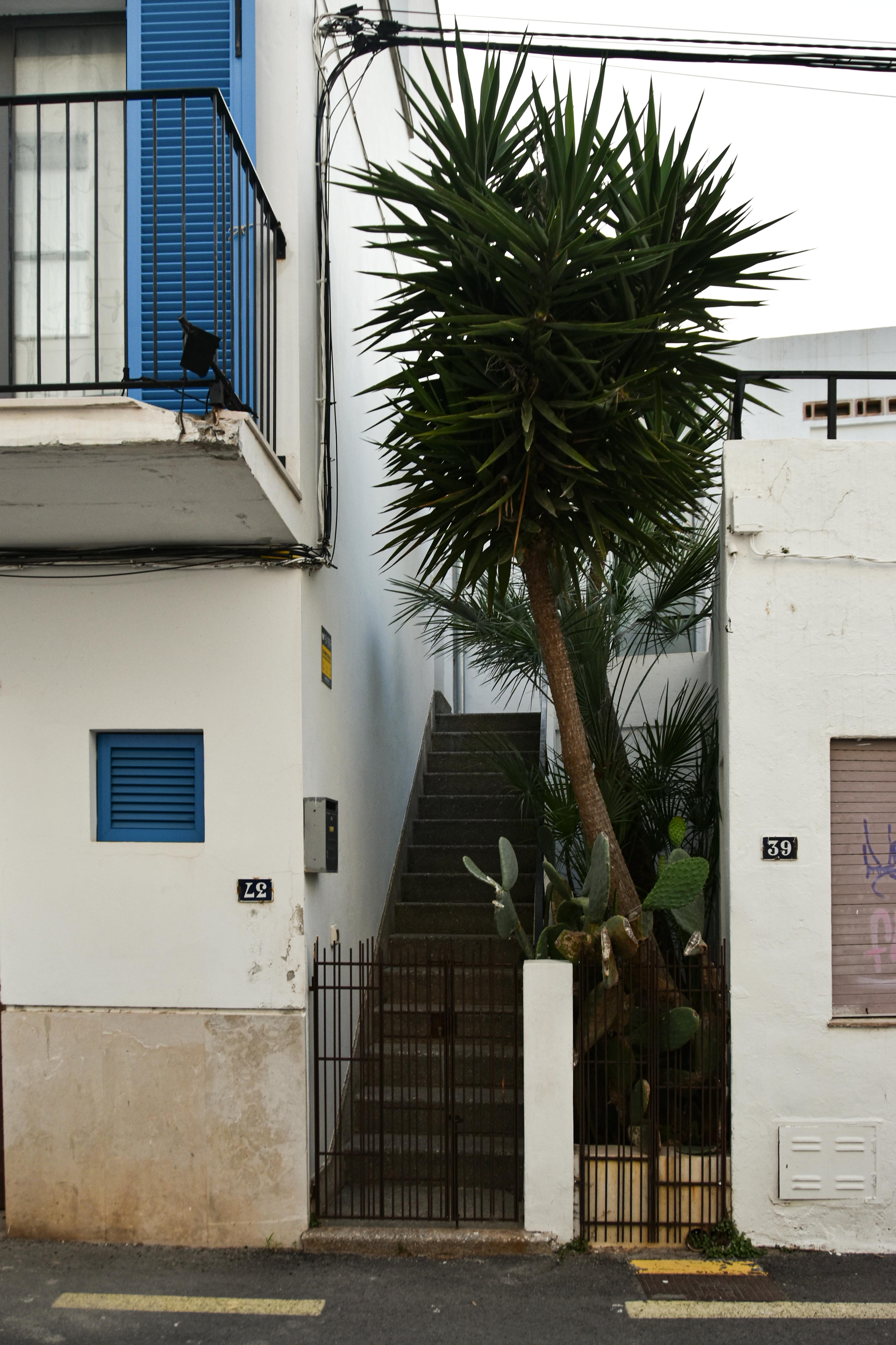 무료 하얀 건물들 사이로 야자수와 선인장이 늘어선 지중해풍 골목길의 거리 풍경. 스톡 사진