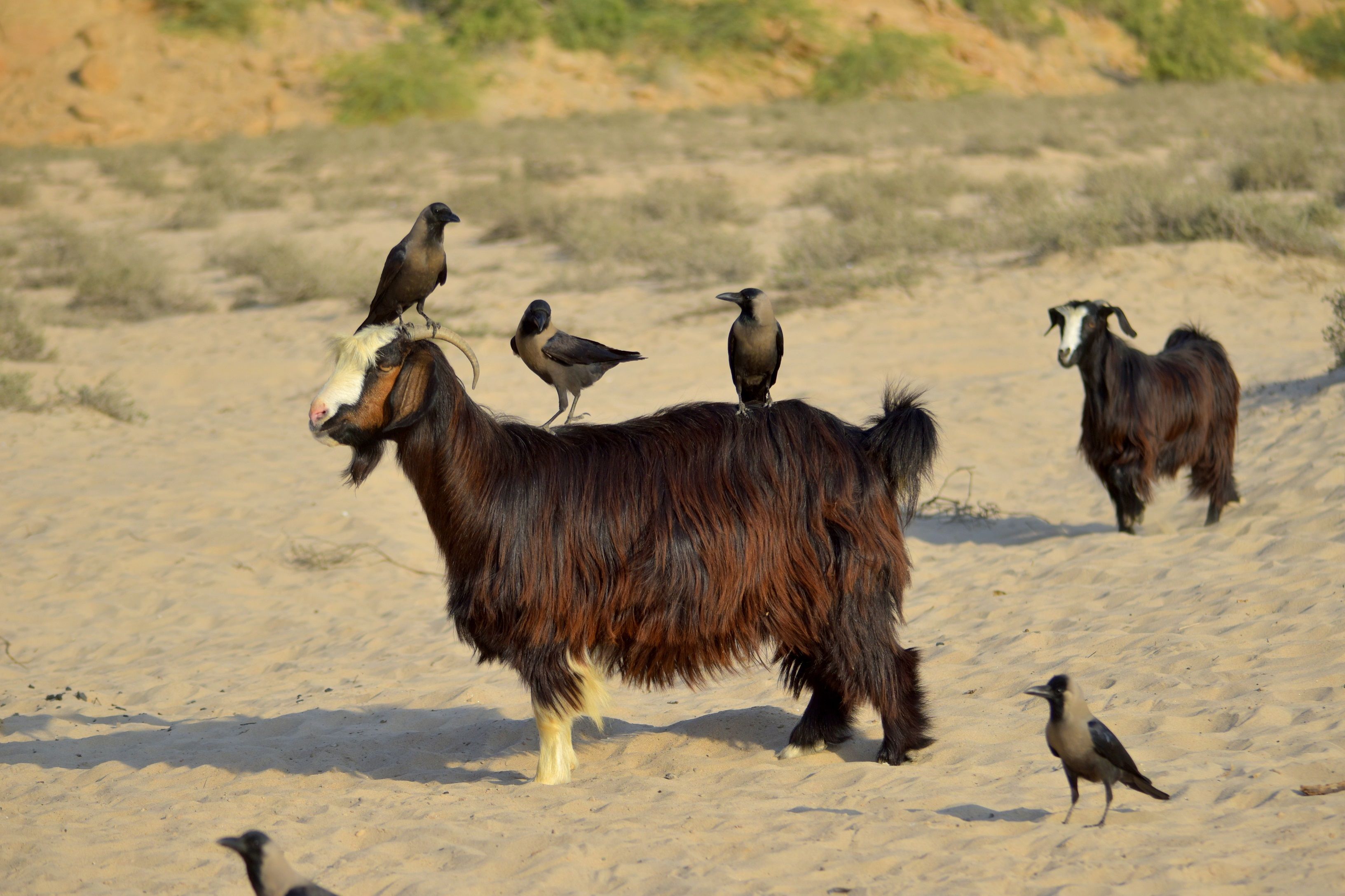 Goats and crows coexist in the desert sands of As Sifah, Oman.