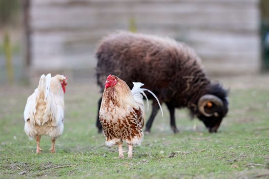 Chickens and a sheep grazing in a serene farm setting, showcasing rural life.