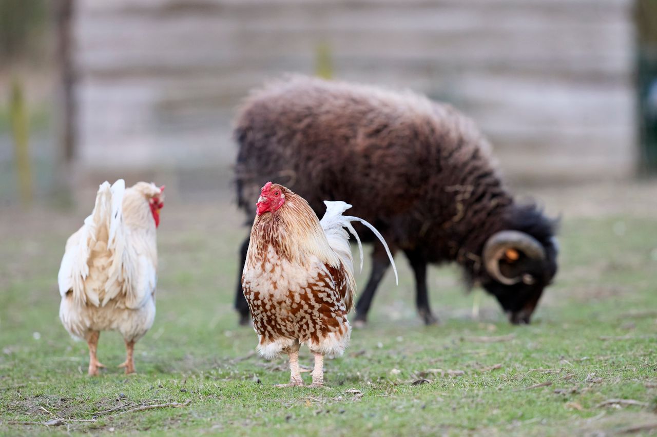 chickens and a sheep grazing in a serene farm setting showcasing rural
