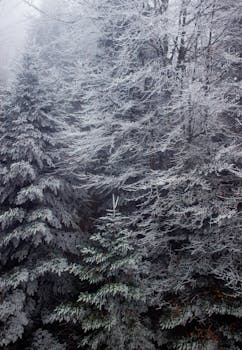 Captivating view of a frosty forest blanketed in snow in Switzerland's winter season.