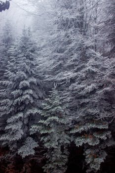 Dense evergreen forest covered in frost, creating a serene winter scene.