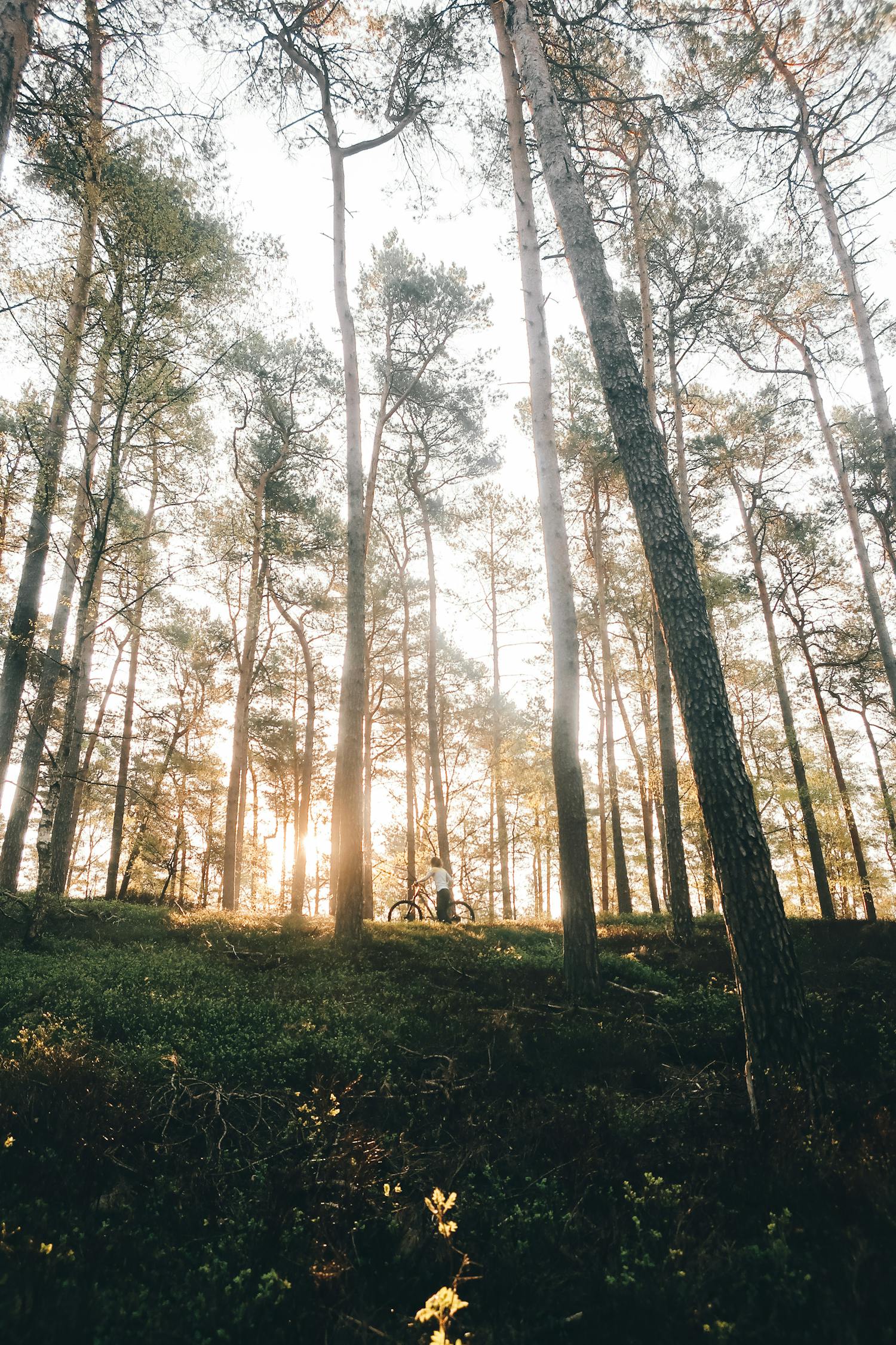 Person In The Middle Of A Forest