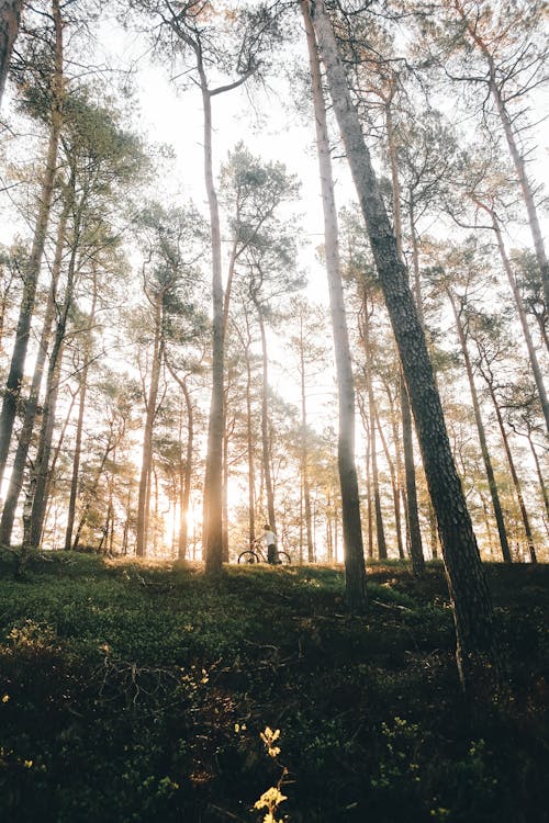 Foto d'estoc gratuïta de @outdoor, a l'aire lliure, arbre