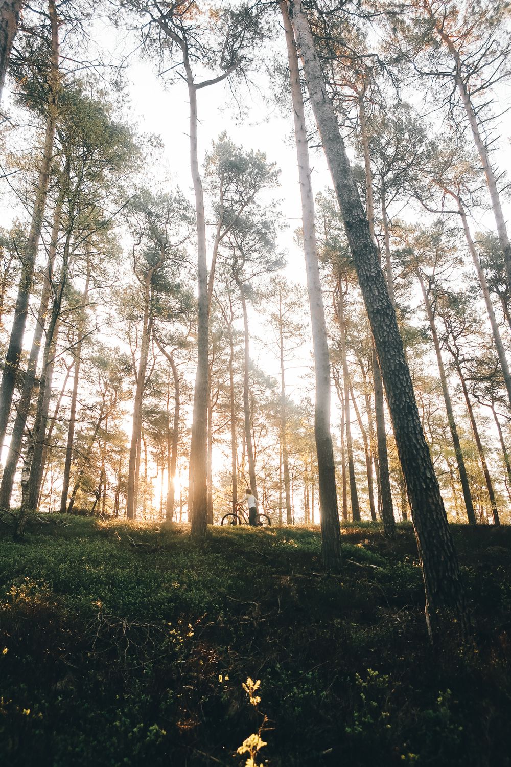 What's Your Attachment Style? A Complete Guide to Understanding How You Love