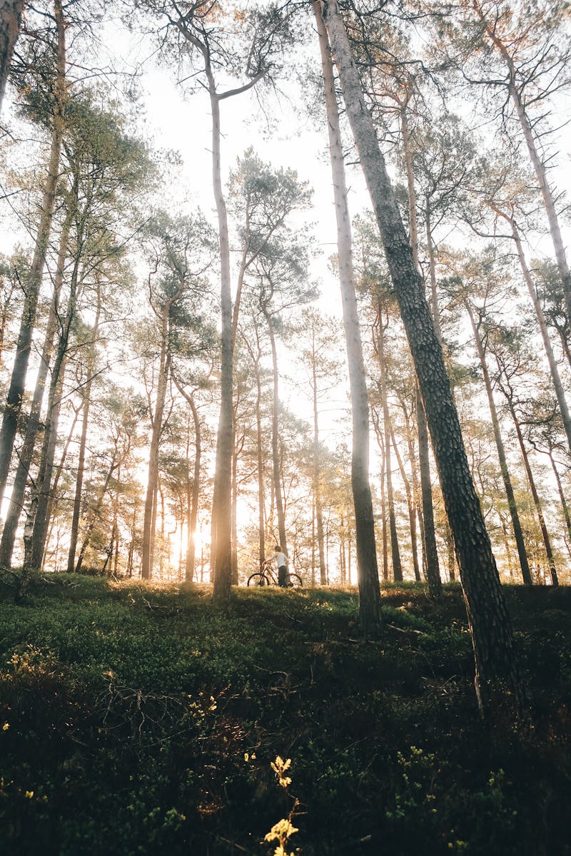 Person connecting with nature representing empath sensitivity