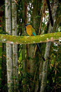 bird photo