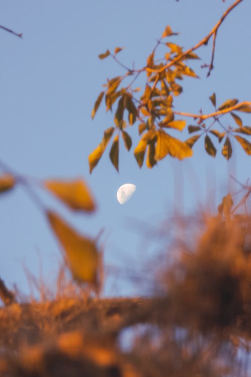 Free Moon visible through autumn leaves in Curitiba, Brazil. A serene outdoor scene. Stock Photo