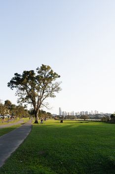 Open park with a large tree and cityscape of Curitiba, Brazil, under a clear sky.