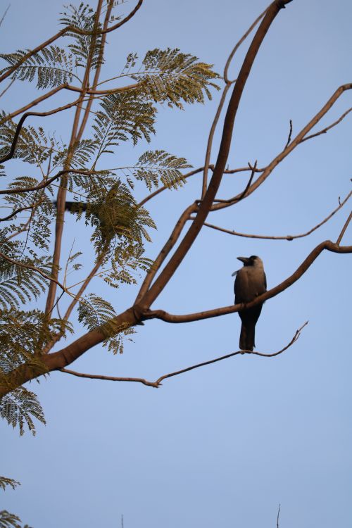 Free A crow sitting on a bare branch of a tree against a clear blue sky. Stock Photo