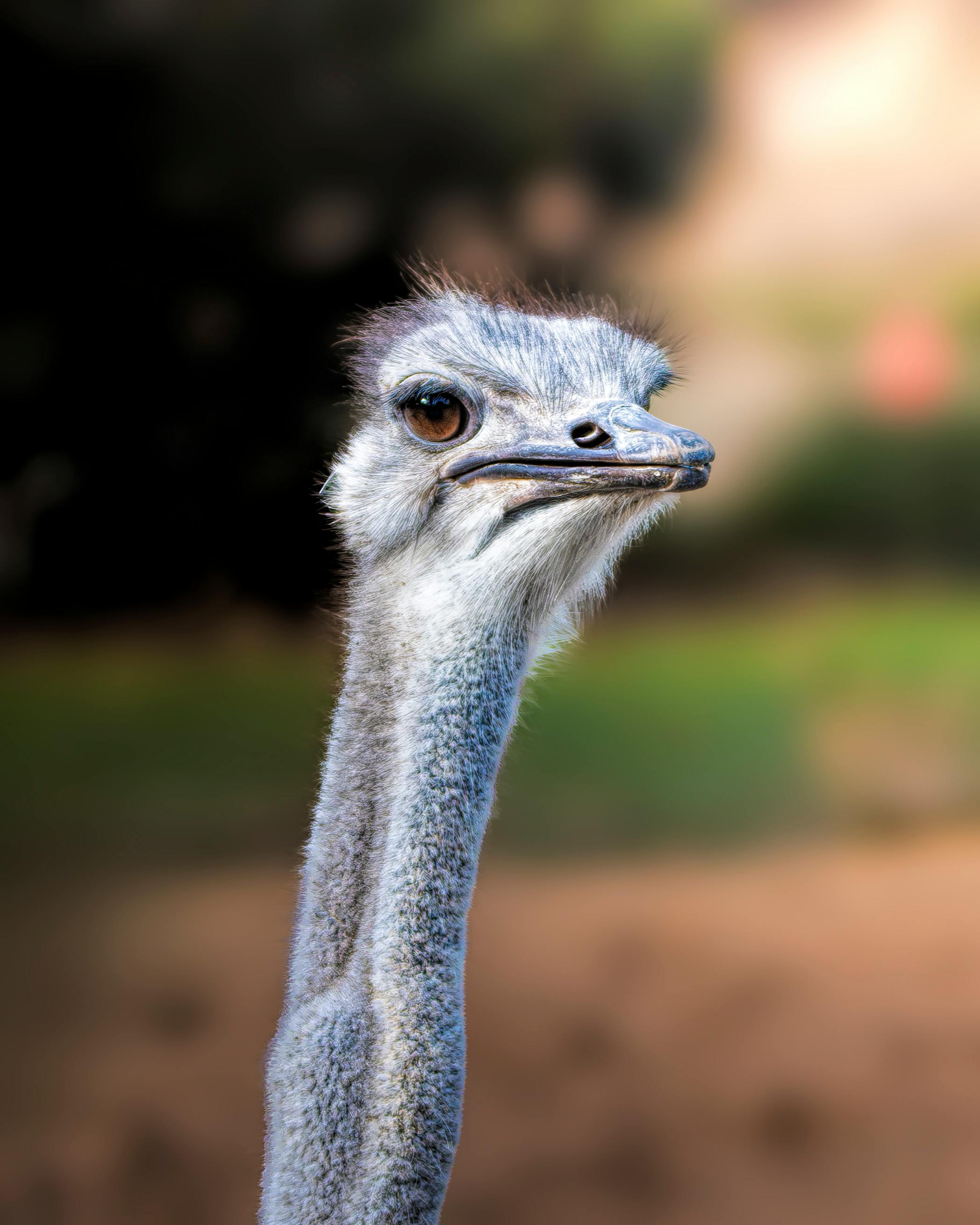 Free A close-up photograph of an ostrich looking directly at the camera in an outdoor setting. Stock Photo
