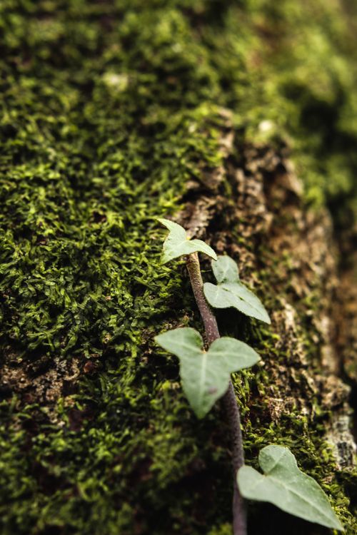 Free Detailed photo of an ivy vine growing on a moss-covered tree bark. Stock Photo