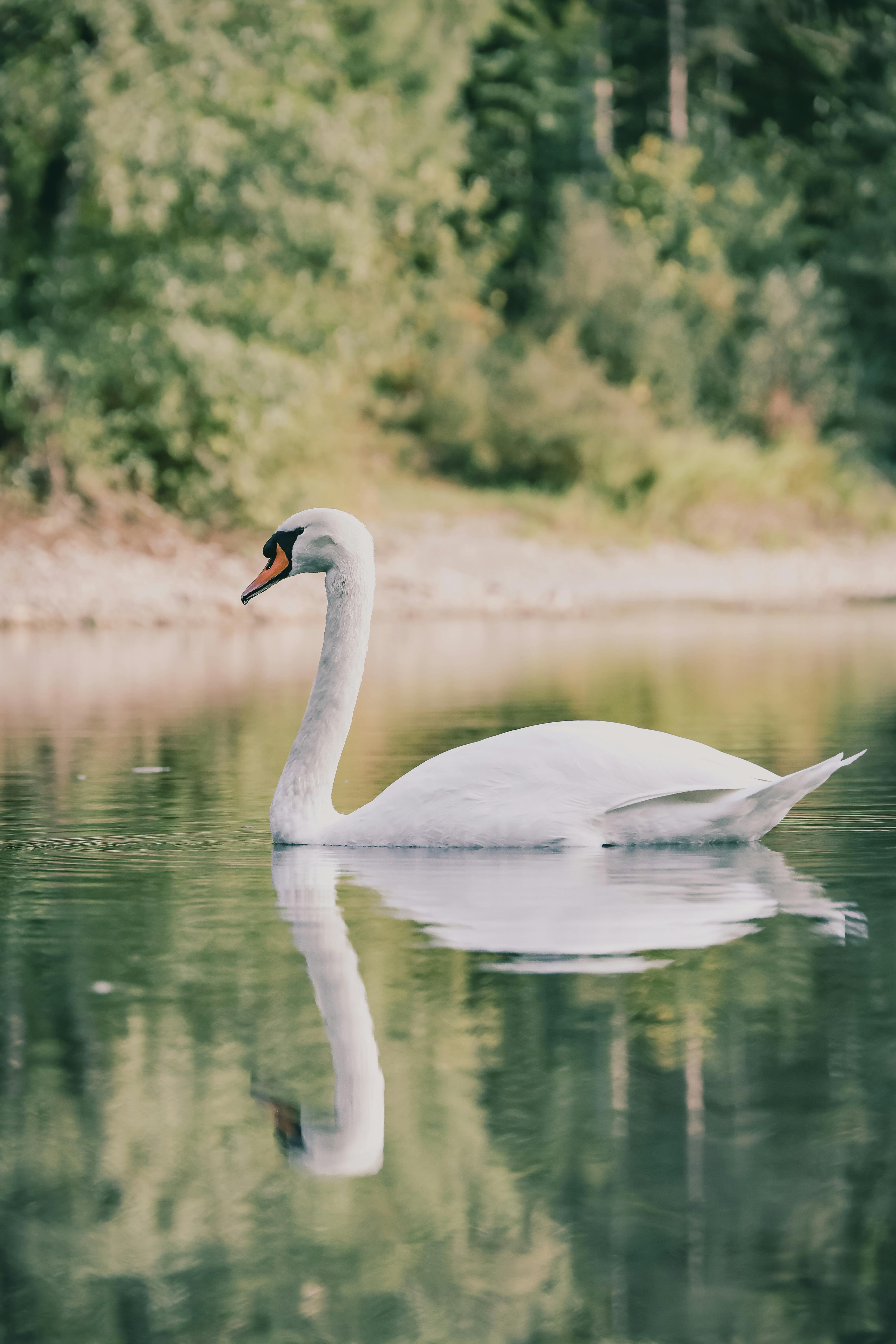 Bezpłatne Pełen wdzięku łabędź na spokojnym jeziorze w Fischen im Allgäu w Niemczech, ukazujący elegancję natury. Zdjęcie z galerii