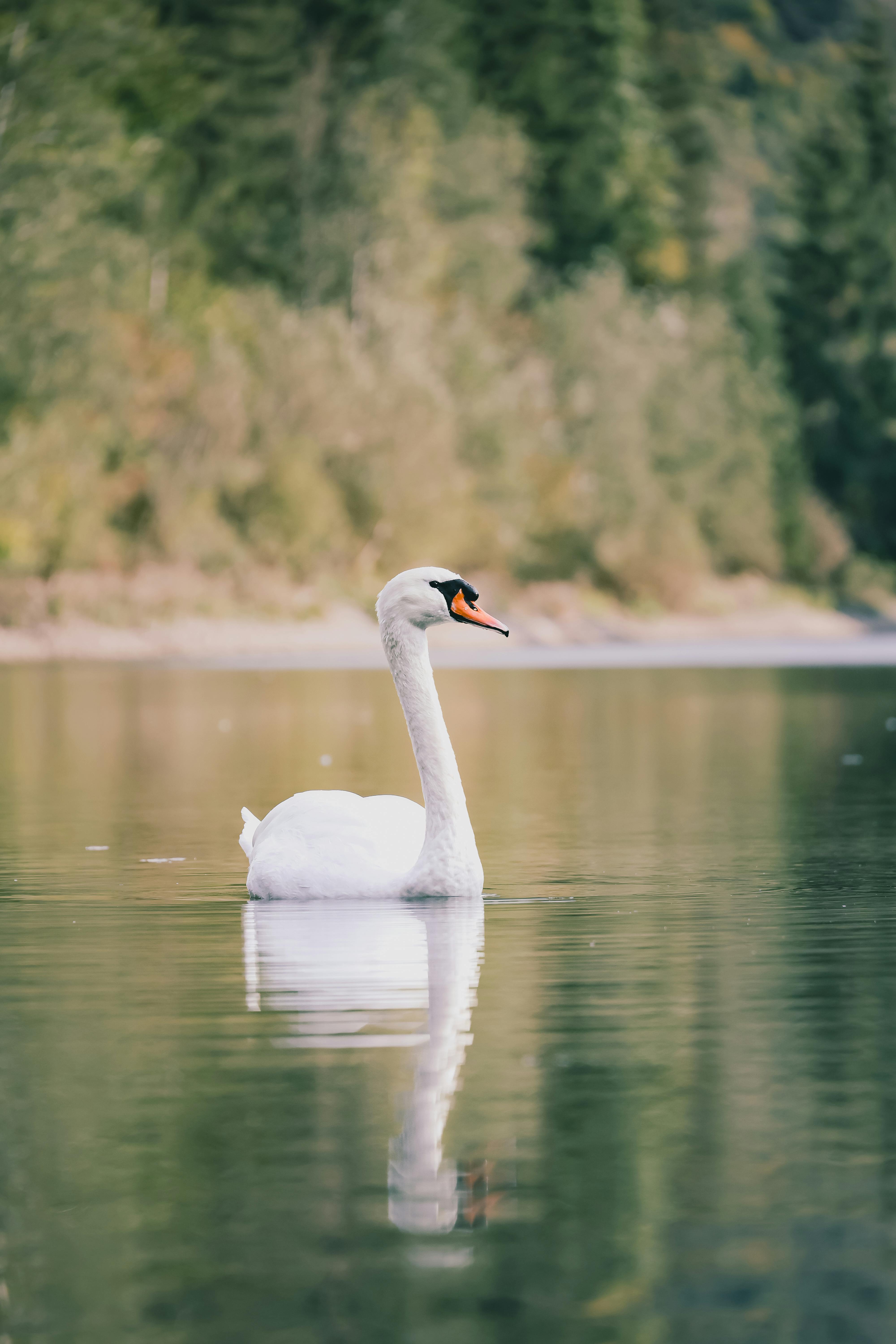 Bezpłatne Elegancki łabędź szybujący po spokojnym jeziorze w Fischen im Allgäu w Niemczech, odzwierciedlający spokojne piękno natury. Zdjęcie z galerii