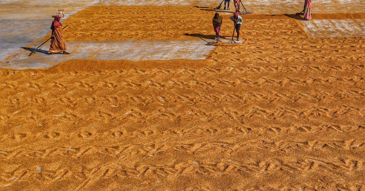 Traditional Rice Drying Traditional Rice Drying Process in India · Free Stock Photo