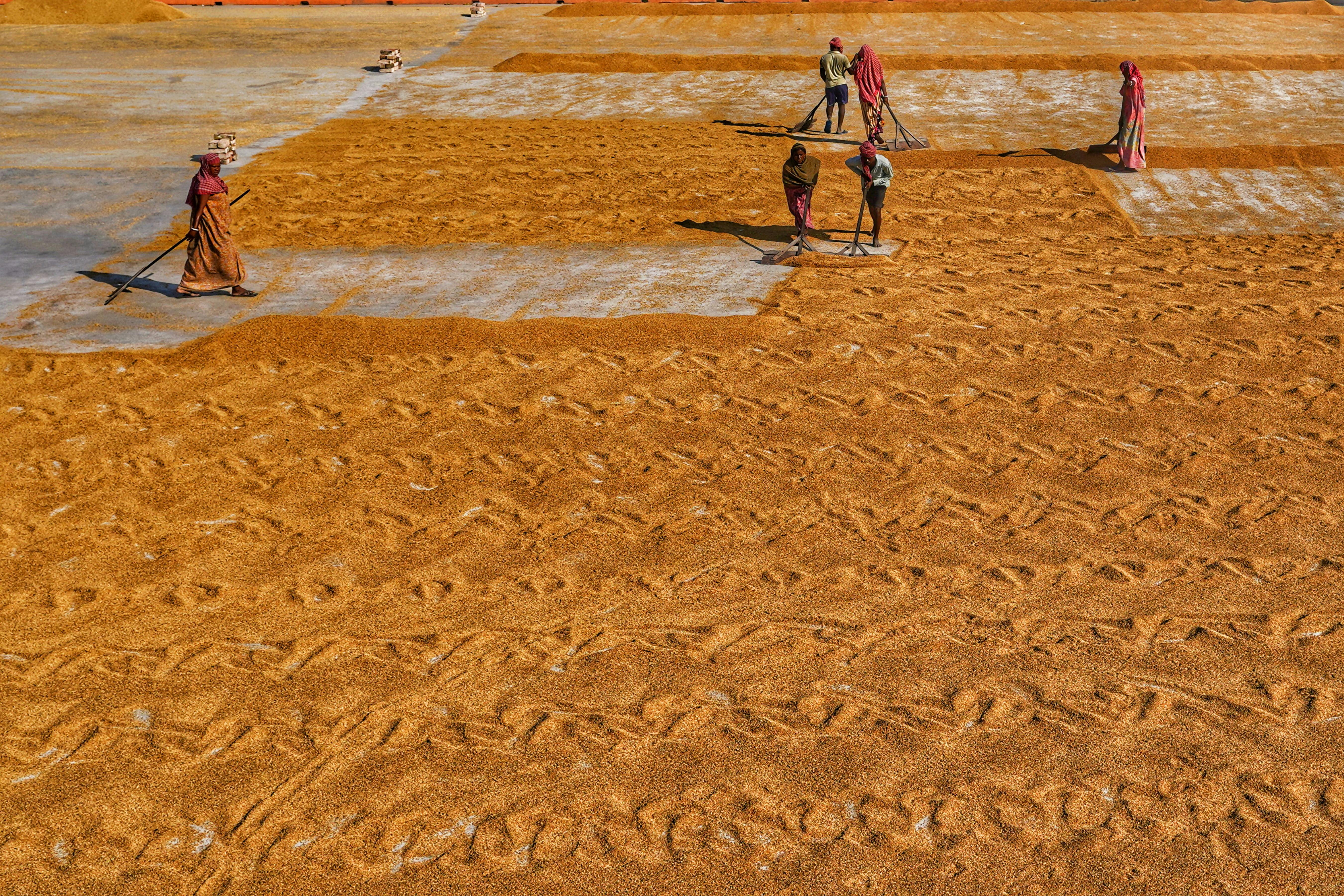Gratuit Fermierii din India usucă orezul la soare, prezentând metode agricole tradiționale. Fotografie de stoc