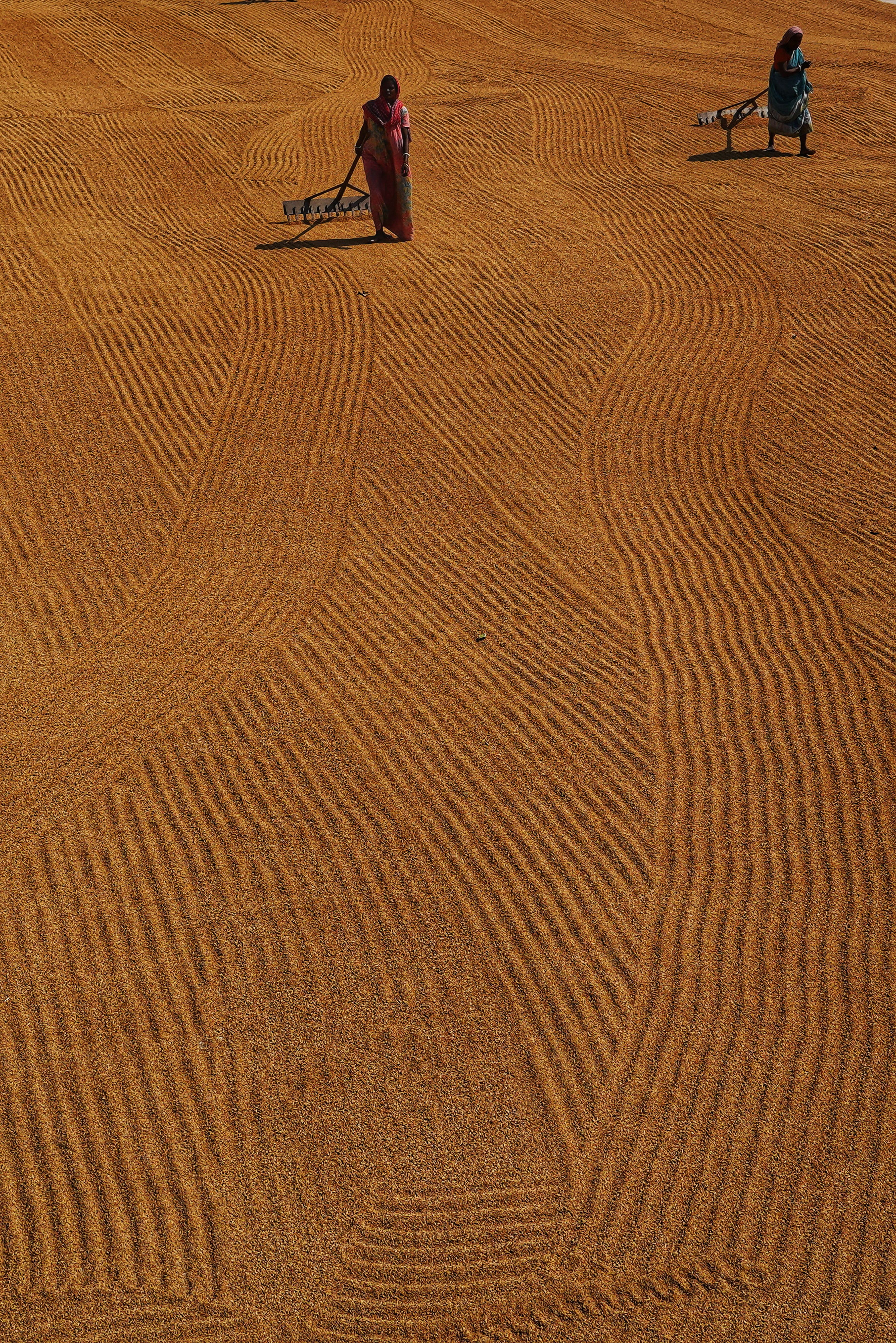 Aerial View of Women Working in Grains Field · Free Stock Photo