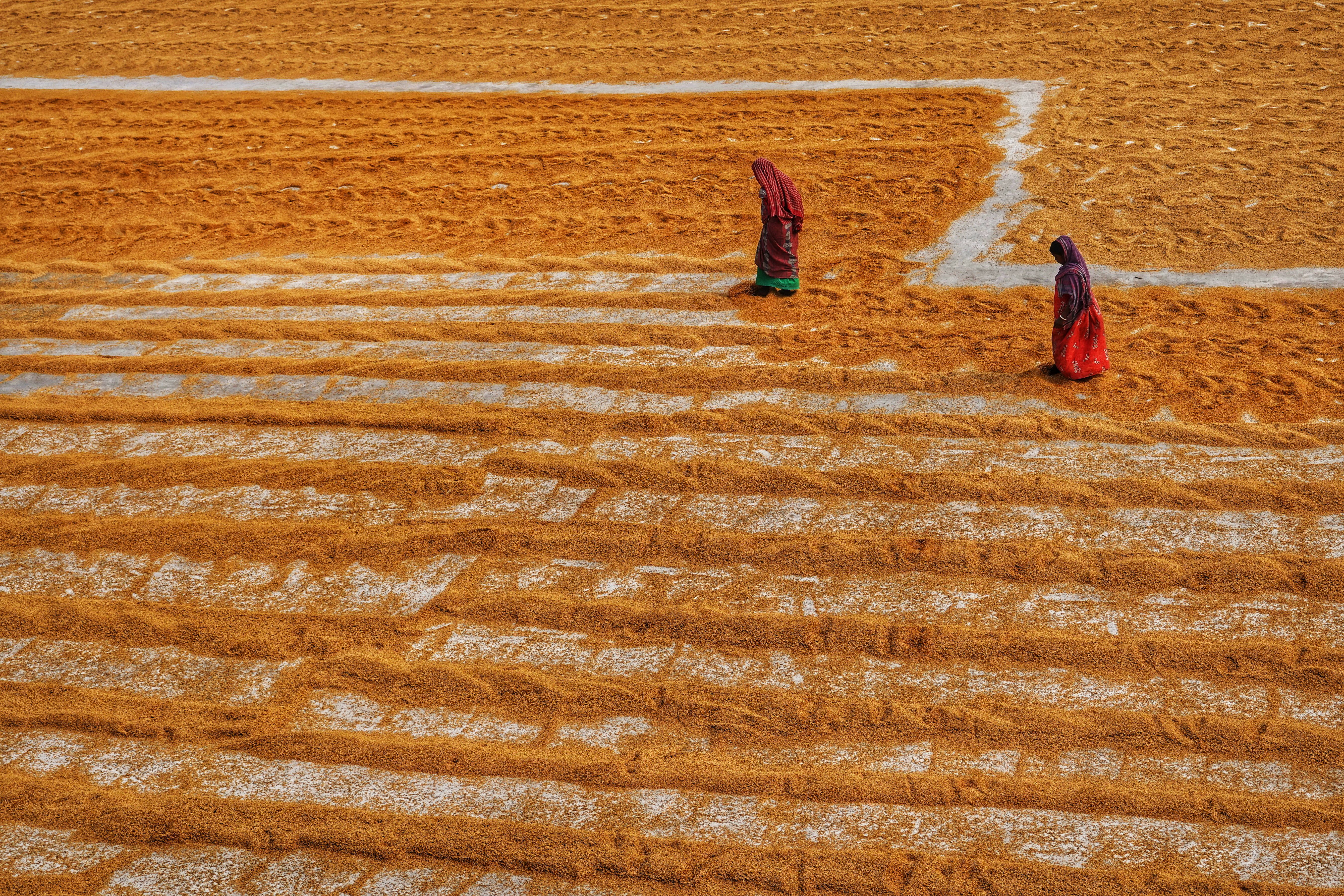 Colorful Patterns in Indian Grain Field · Free Stock Photo