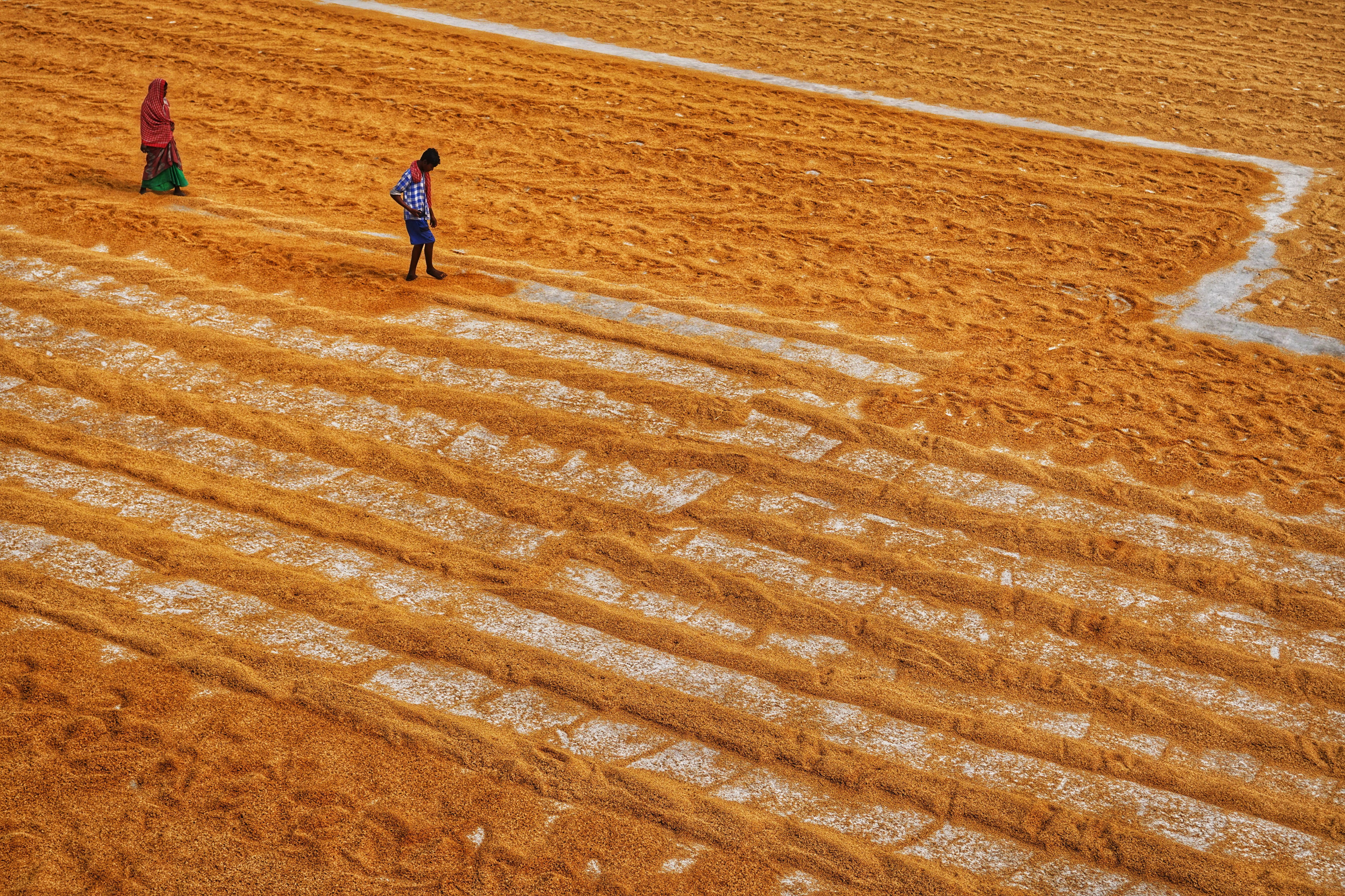 Europe's Rice Bowl Dries Up: Italian Farmers Battle Early Drought in Pavia, Threatening Harvests