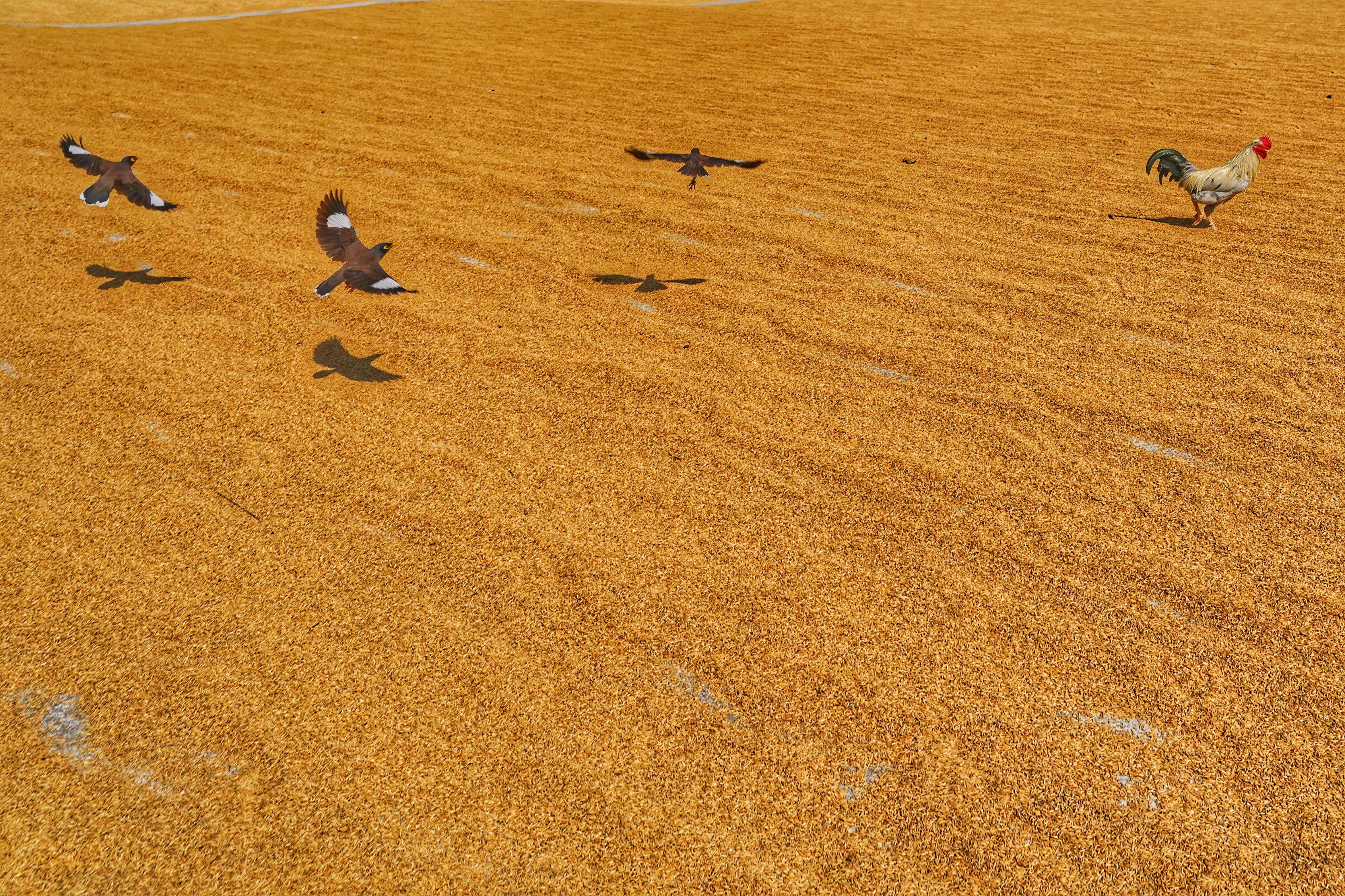 Free Vibrant image of birds flying and a rooster standing in a golden field in India. Stock Photo