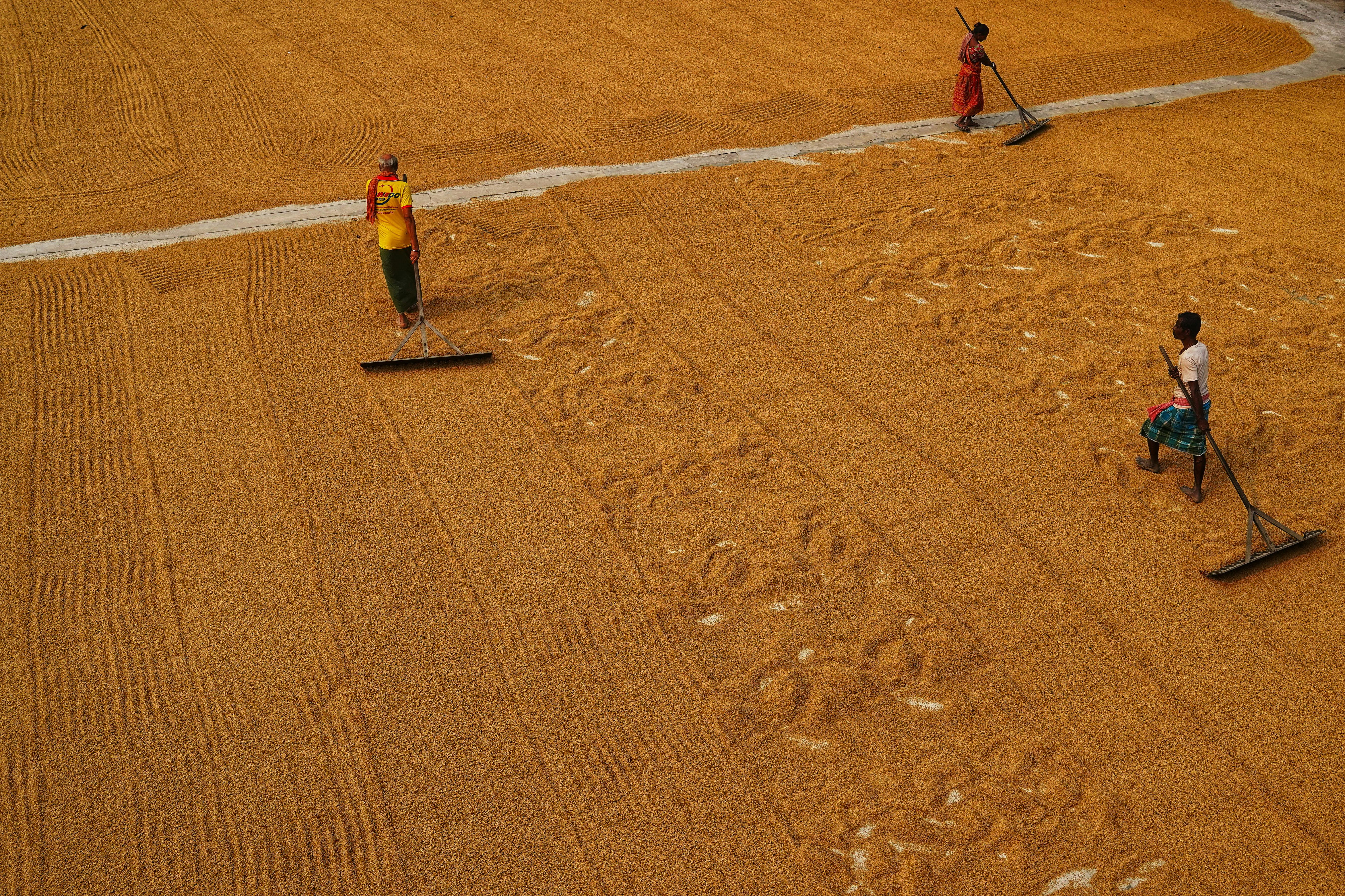 Gratis Foto stok gratis abstrak, agrikultura, aktivitas di luar ruangan Foto Stok