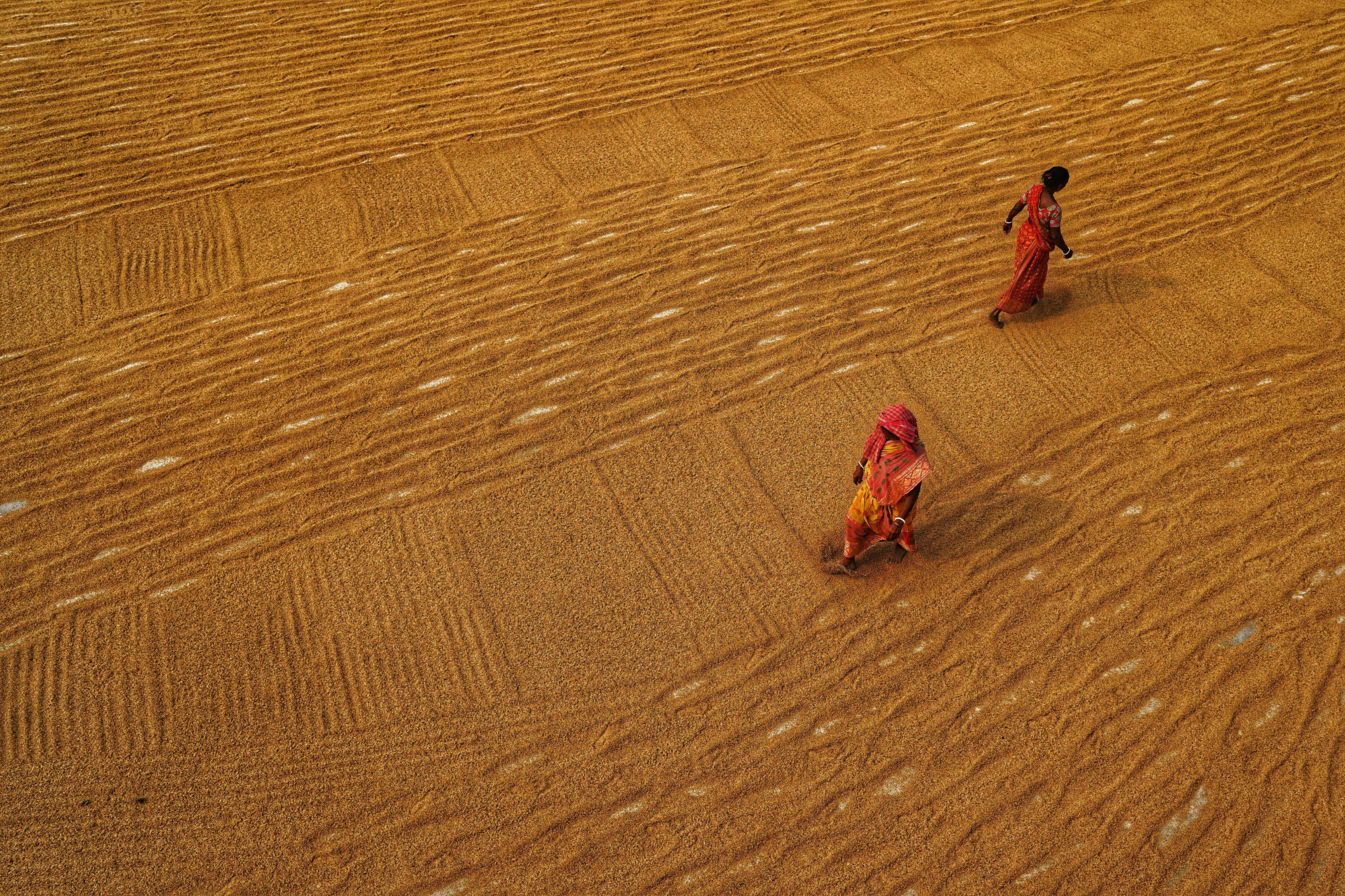 grátis Duas mulheres com trajes tradicionais coloridos caminham sobre padrões em um campo seco na Índia, criando uma composição abstrata impressionante. Foto profissional