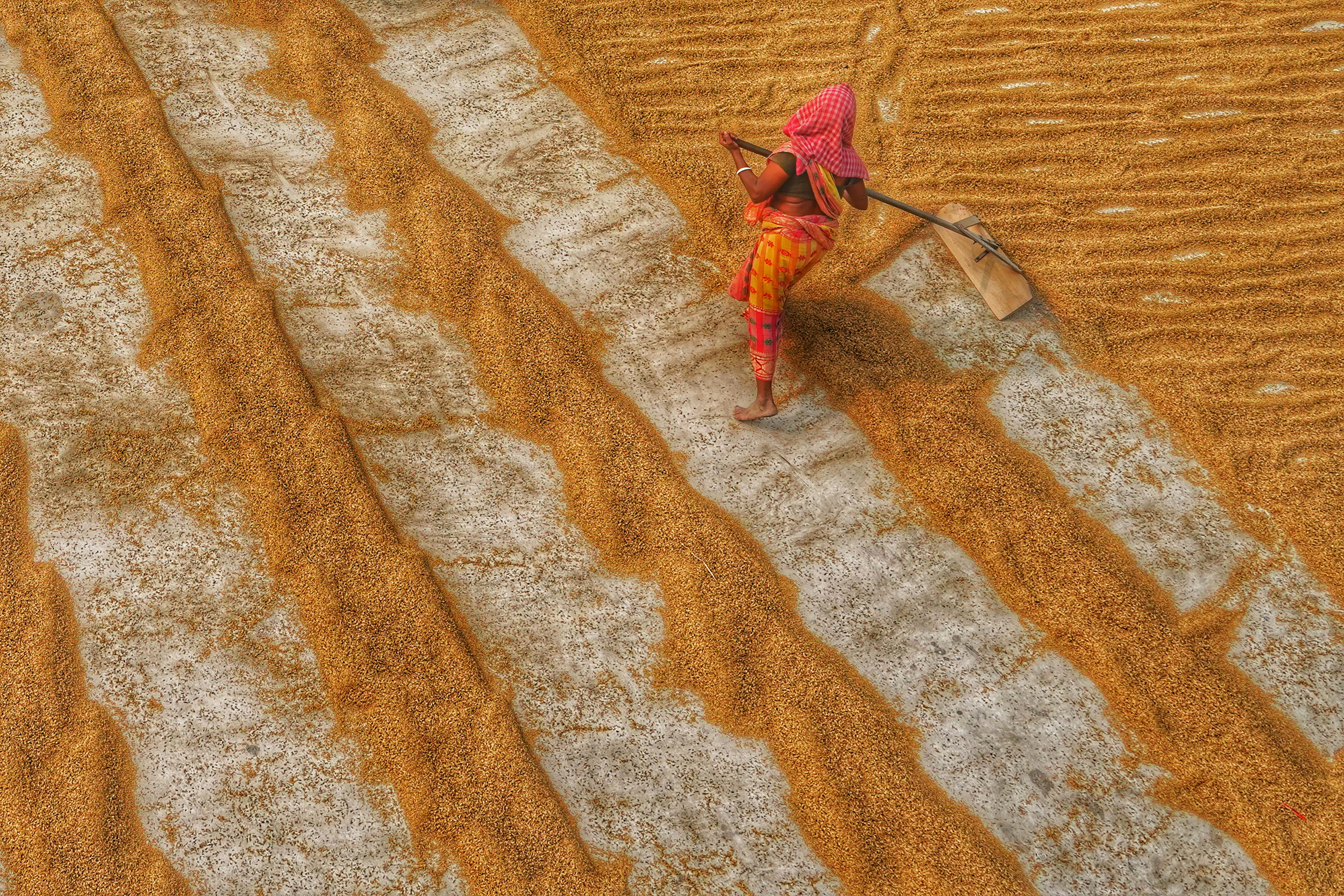 Gratis Ripresa aerea di un contadino che essicca il grano in India, che mostra le pratiche agricole tradizionali. Foto a disposizione