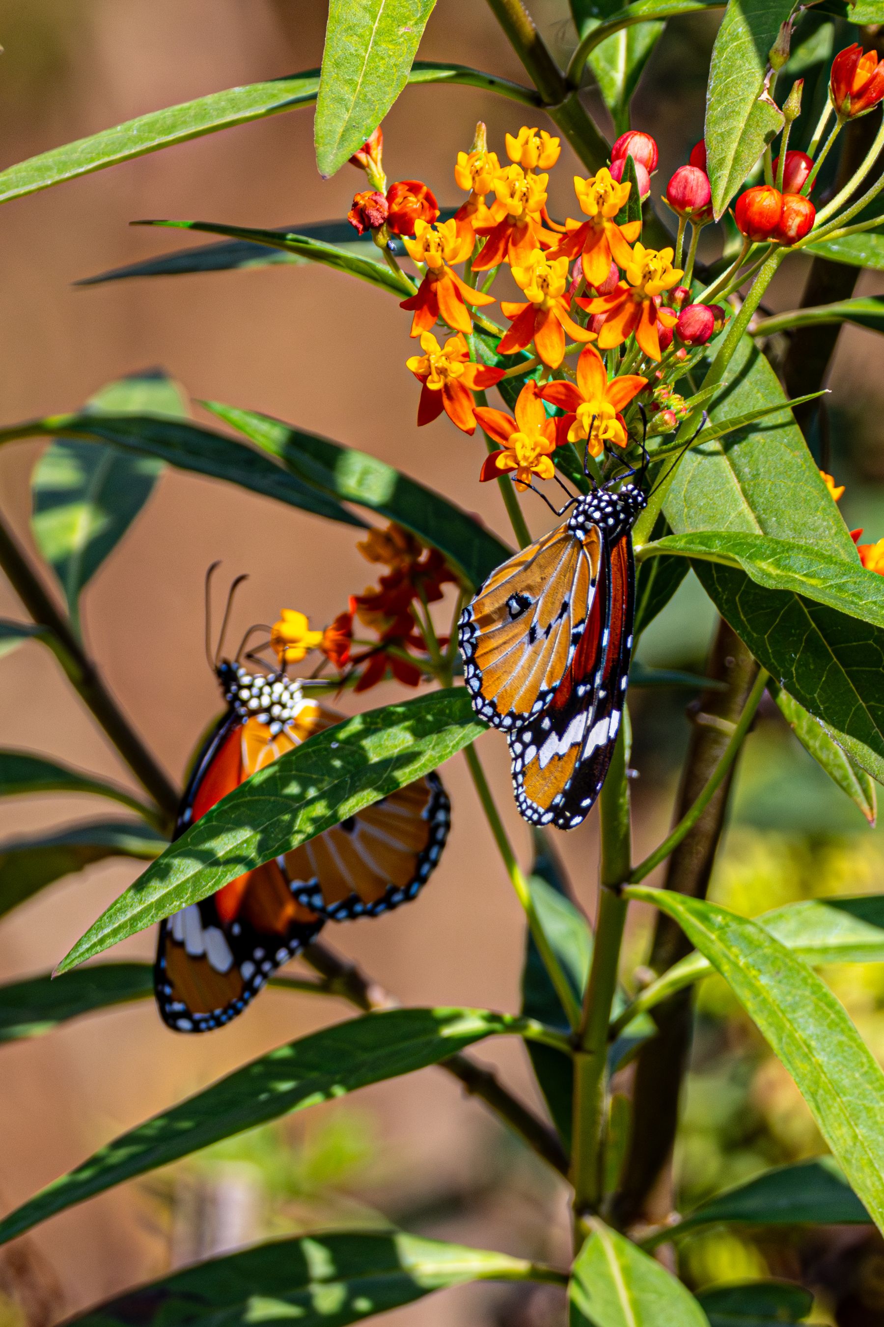 Monarch butterflies resting on orange milkweed flowers Monarch butterflies resting on orange milkweed flowers