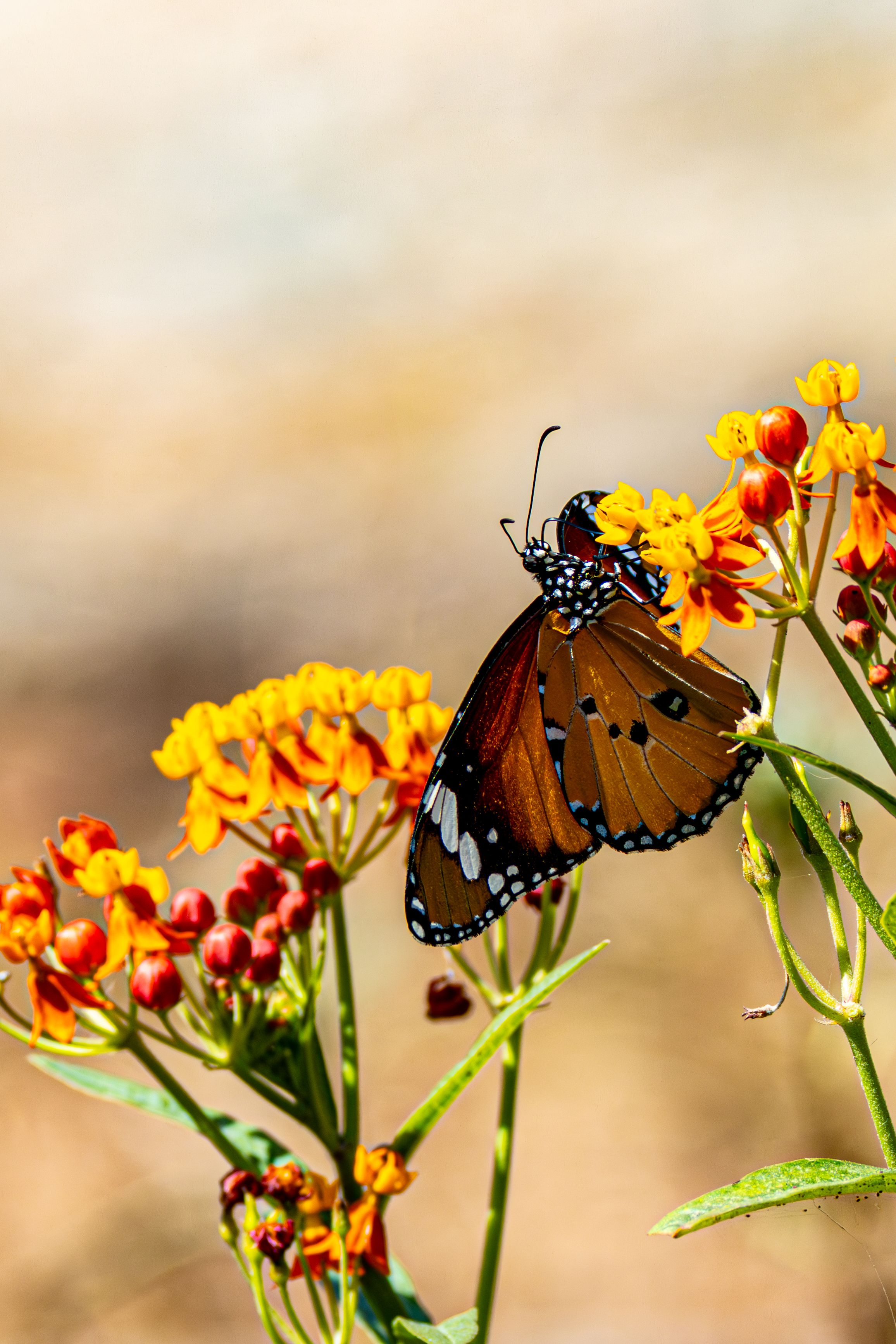 Monarch Butterfly on Vibrant Milkweed Flowers · Free Stock Photo