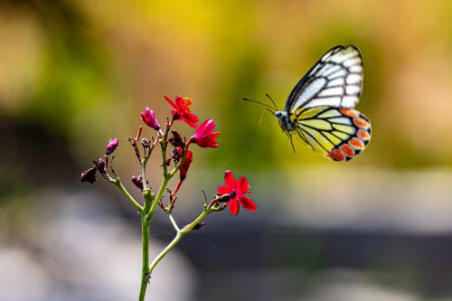 Free A colorful butterfly hovers near vibrant red flowers, set against a blurred natural background. Stock Photo