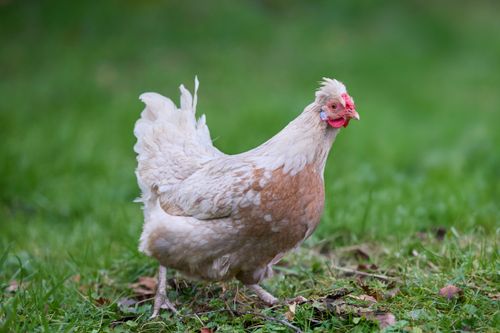 Free A curious hen with cream feathers wanders through a green farm field, showcasing rural life outdoors. Stock Photo