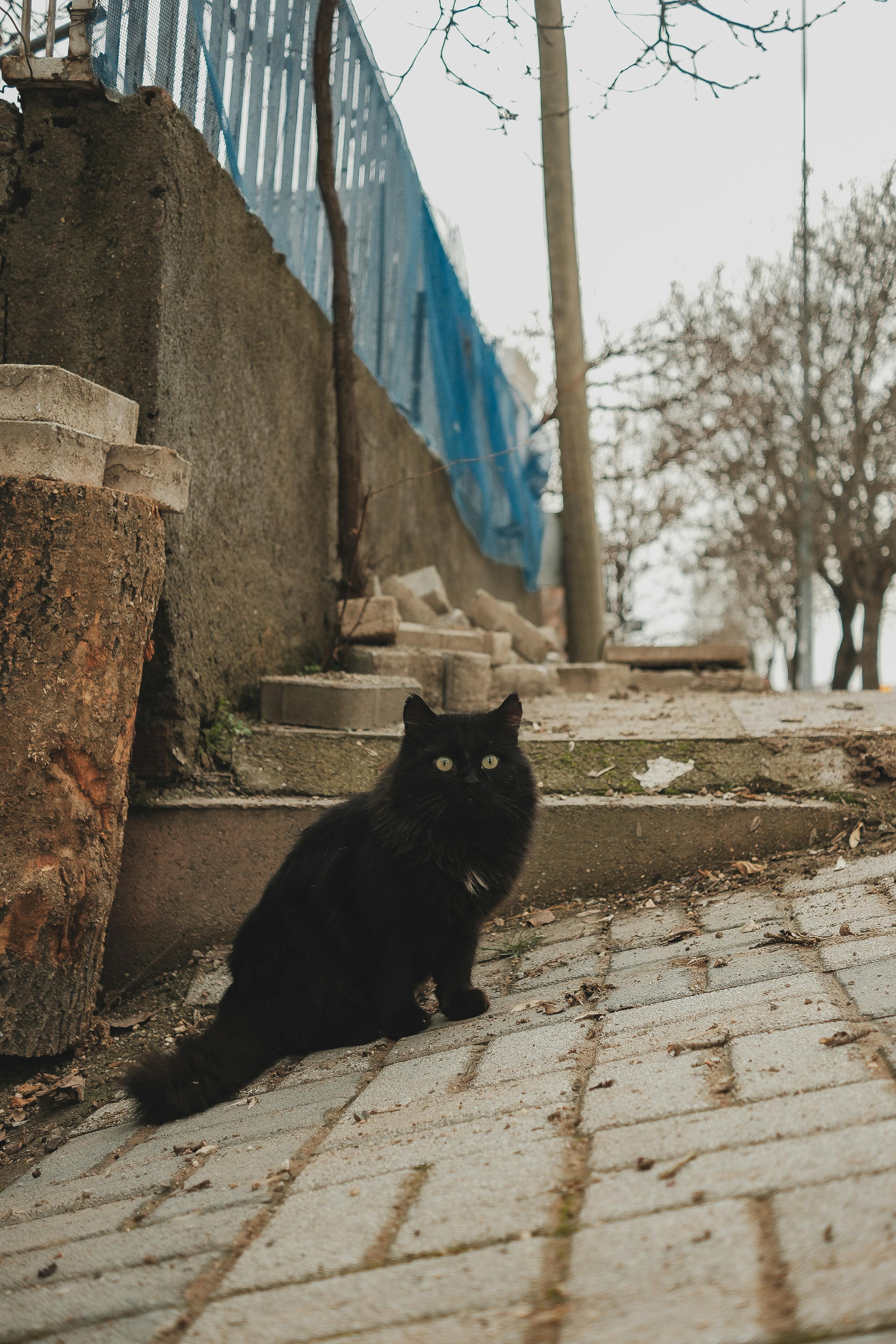 Gratis Immagine gratuita di alberi spogli, ambiente, animale Foto a disposizione