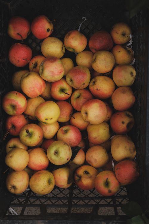 Free A top view of freshly harvested apples in a black mesh basket showcasing organic appeal. Stock Photo