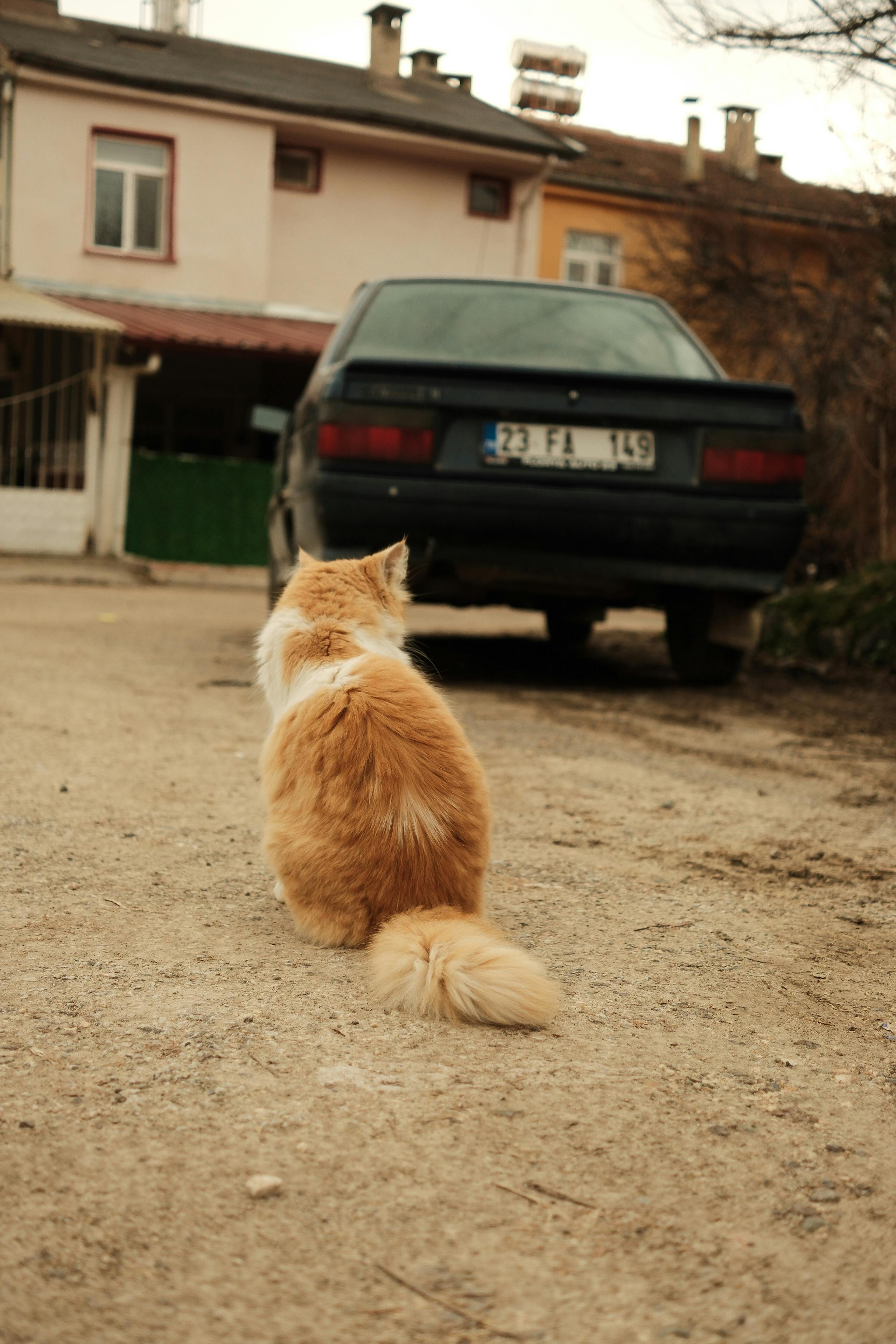 A ginger cat sits on a dirt road, gazing at a parked vintage car in a rural setting.