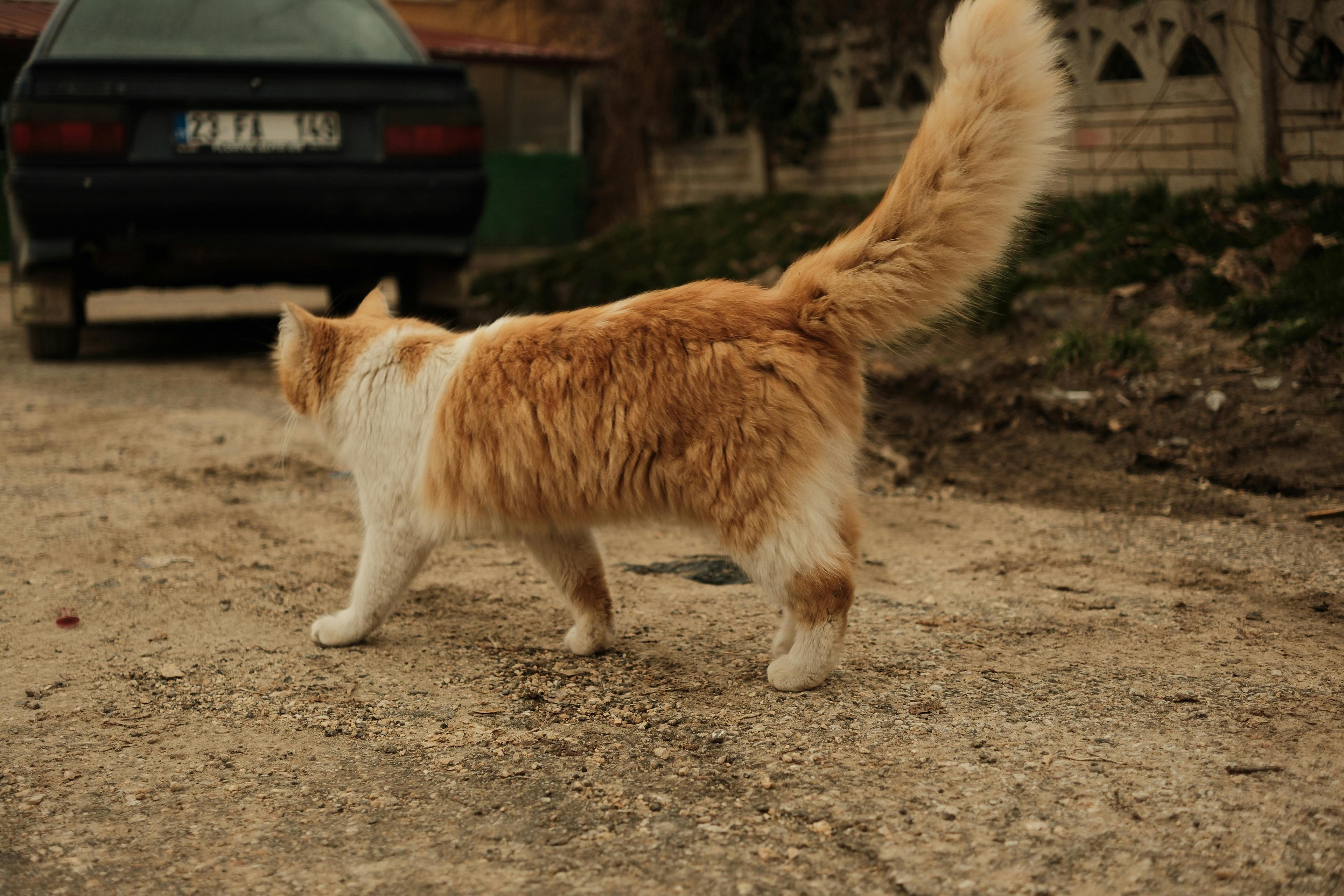 Gratis Seekor kucing berbulu lebat berwarna jahe dan putih berjalan santai di sepanjang jalan berkerikil, memamerkan ekornya yang lebat. Foto Stok