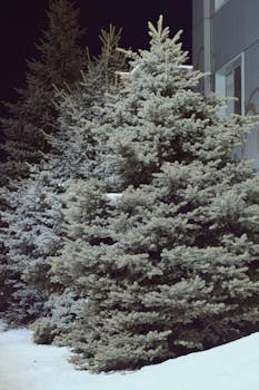 Snow-dusted pine trees line the corner of a building at night.