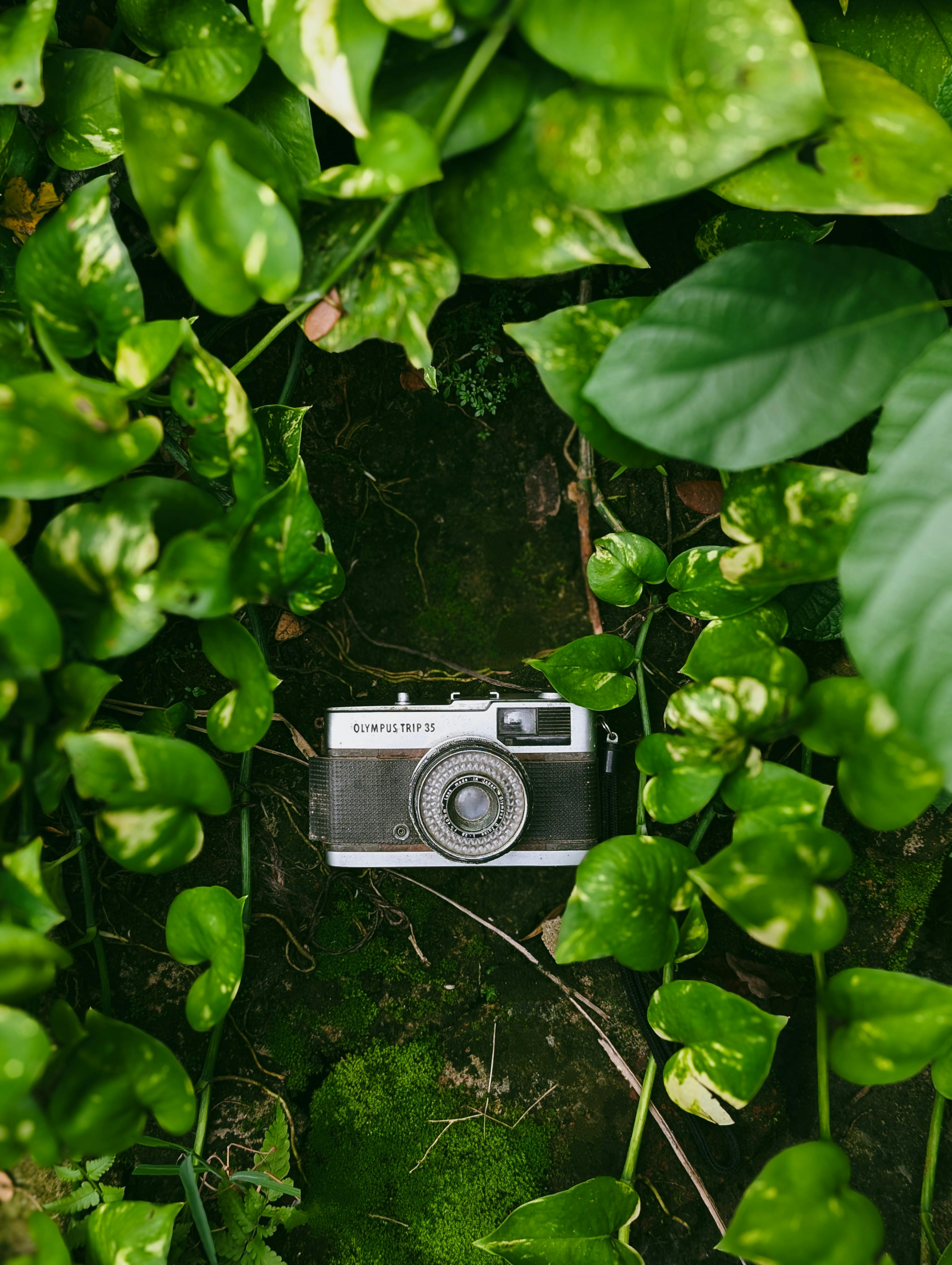 Free A classic film camera nestled among vibrant green leaves in Habiganj, Bangladesh. Stock Photo