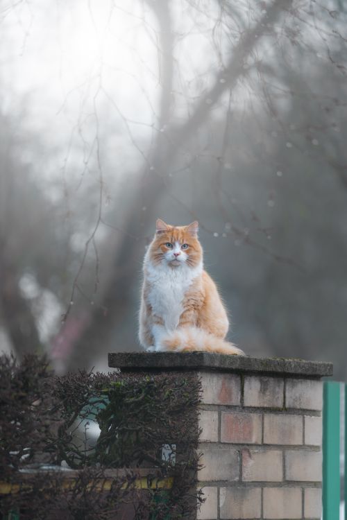 Free Majestic ginger cat with fluffy fur posing on a brick wall in a misty outdoor setting. Stock Photo