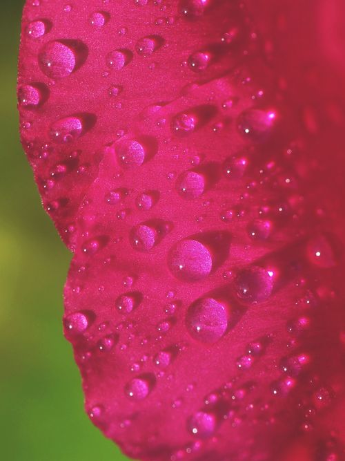 Free Macro shot of a pink flower petal covered in glistening water droplets in West Java, Indonesia. Stock Photo