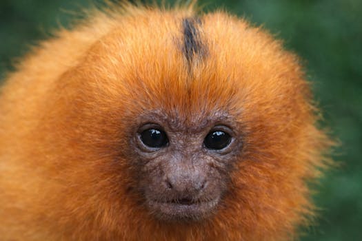 Vivid portrait of a golden lion tamarin, showcasing its striking orange fur and expressive eyes.