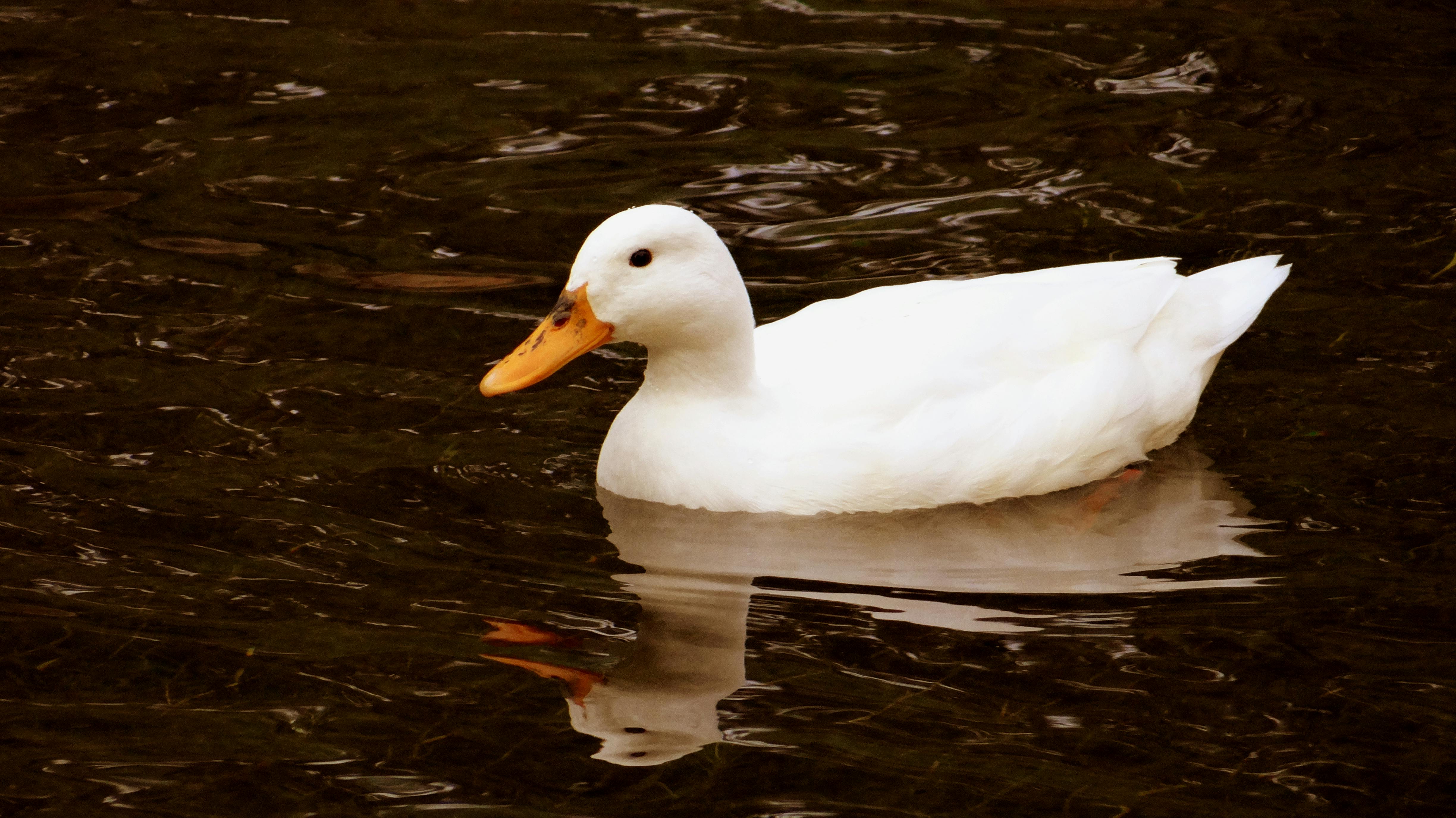 Bezpłatne Spokojna, biała kaczka płynie po rzece w Solinie w Chorwacji, odbijając się w spokojnej wodzie. Zdjęcie z galerii