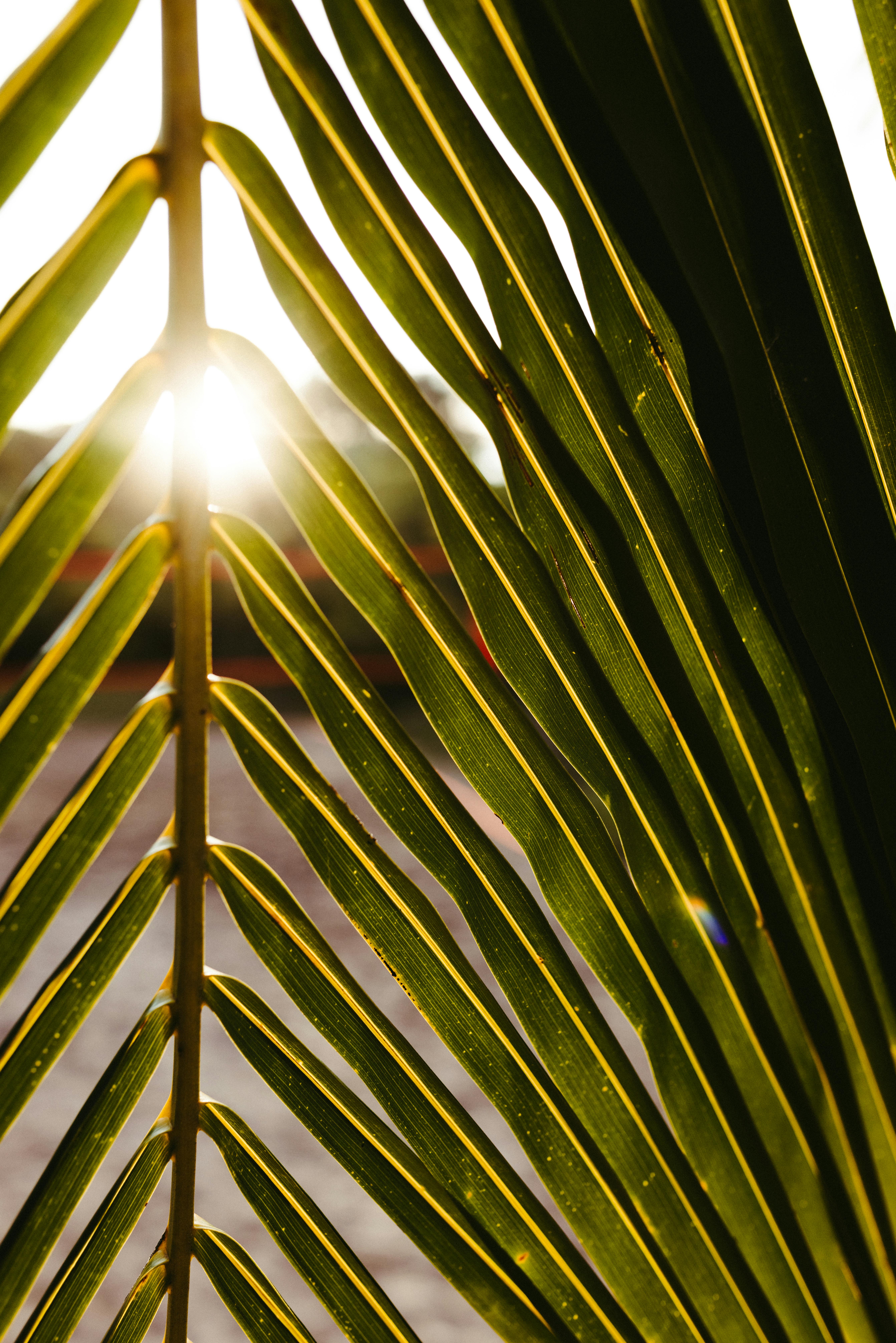 Ücretsiz Güneşli bir günde sahilde palmiye yapraklarının arasından süzülen güneş ışığı, tropikal bir atmosfer yaratıyor. Stok Fotoğraflar