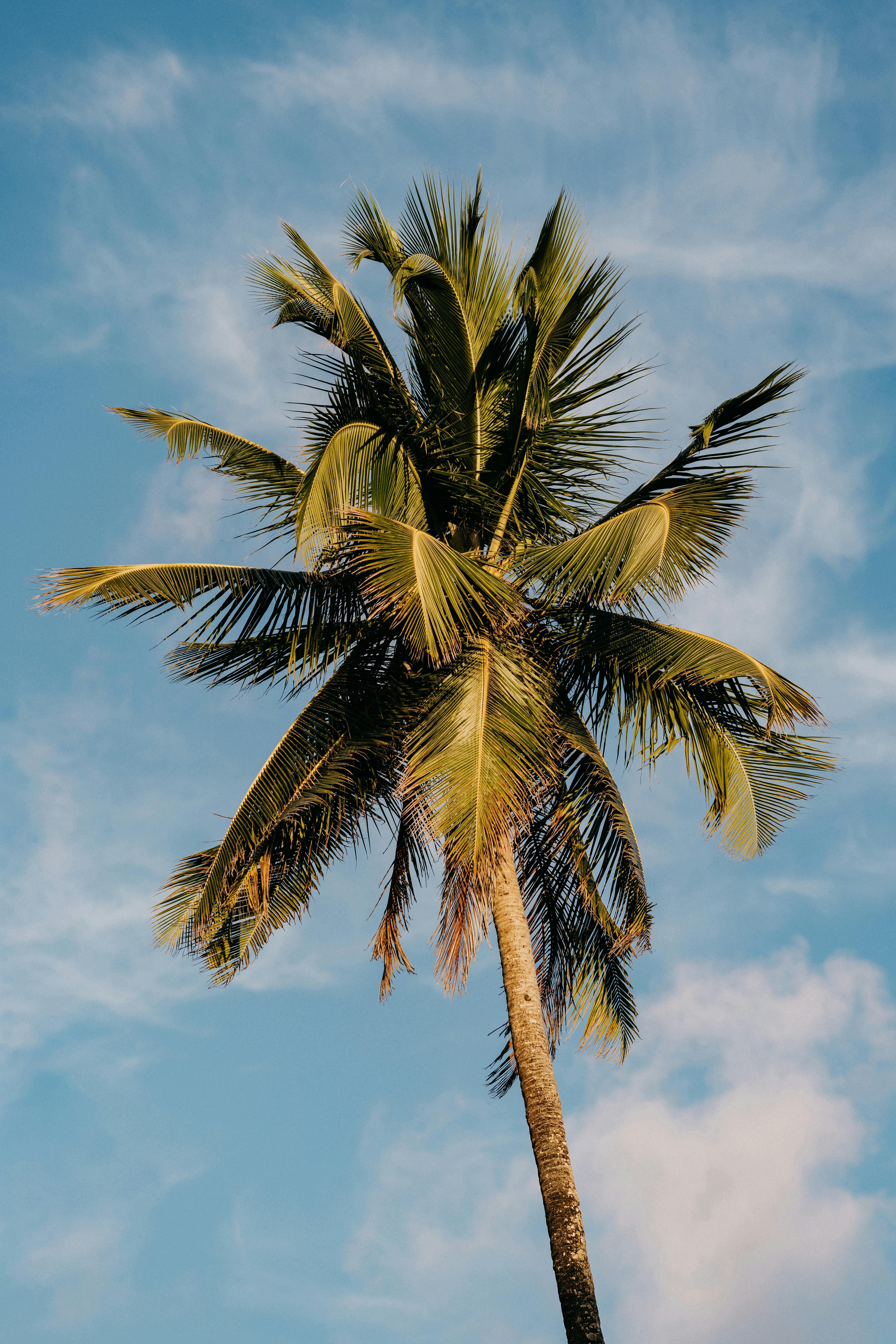 Gratis Sebuah pohon palem tunggal yang berbayang di langit biru jernih, membangkitkan nuansa tropis. Foto Stok