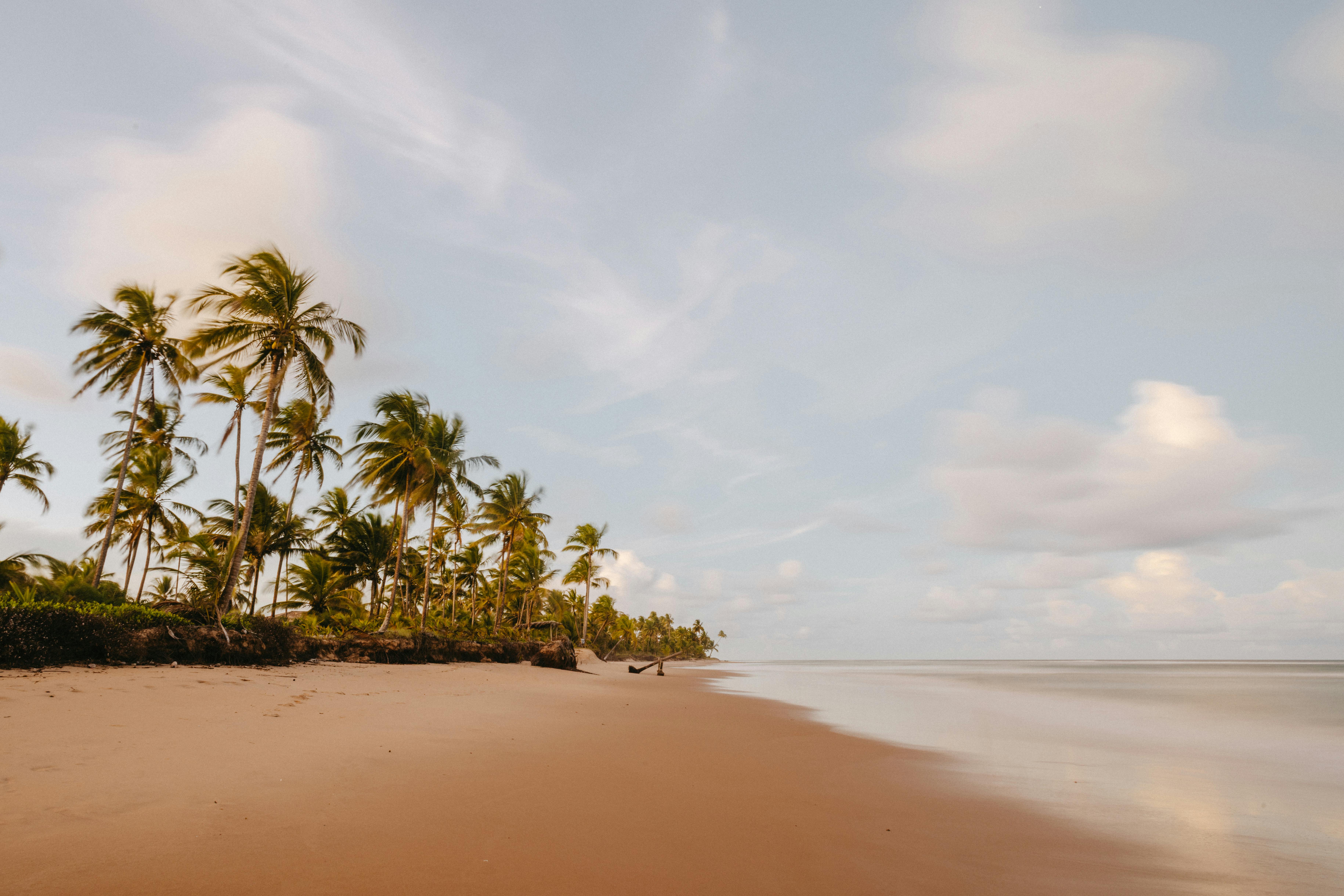 Serene tropical beach lined with palm trees under a pastel sky. Ideal for travel themes.
