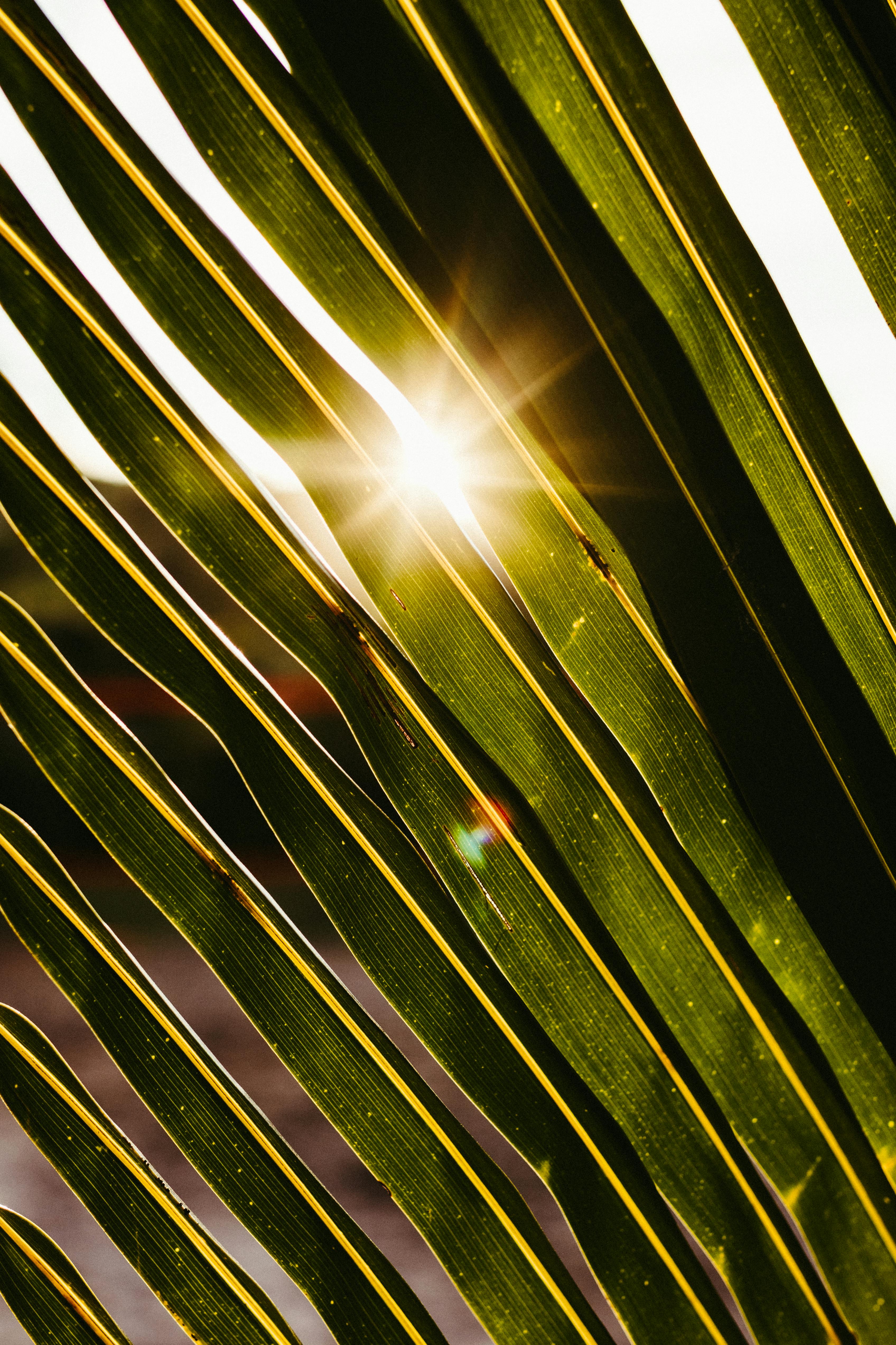 Free Sunlight beams through green palm fronds, creating a serene tropical aesthetic. Stock Photo