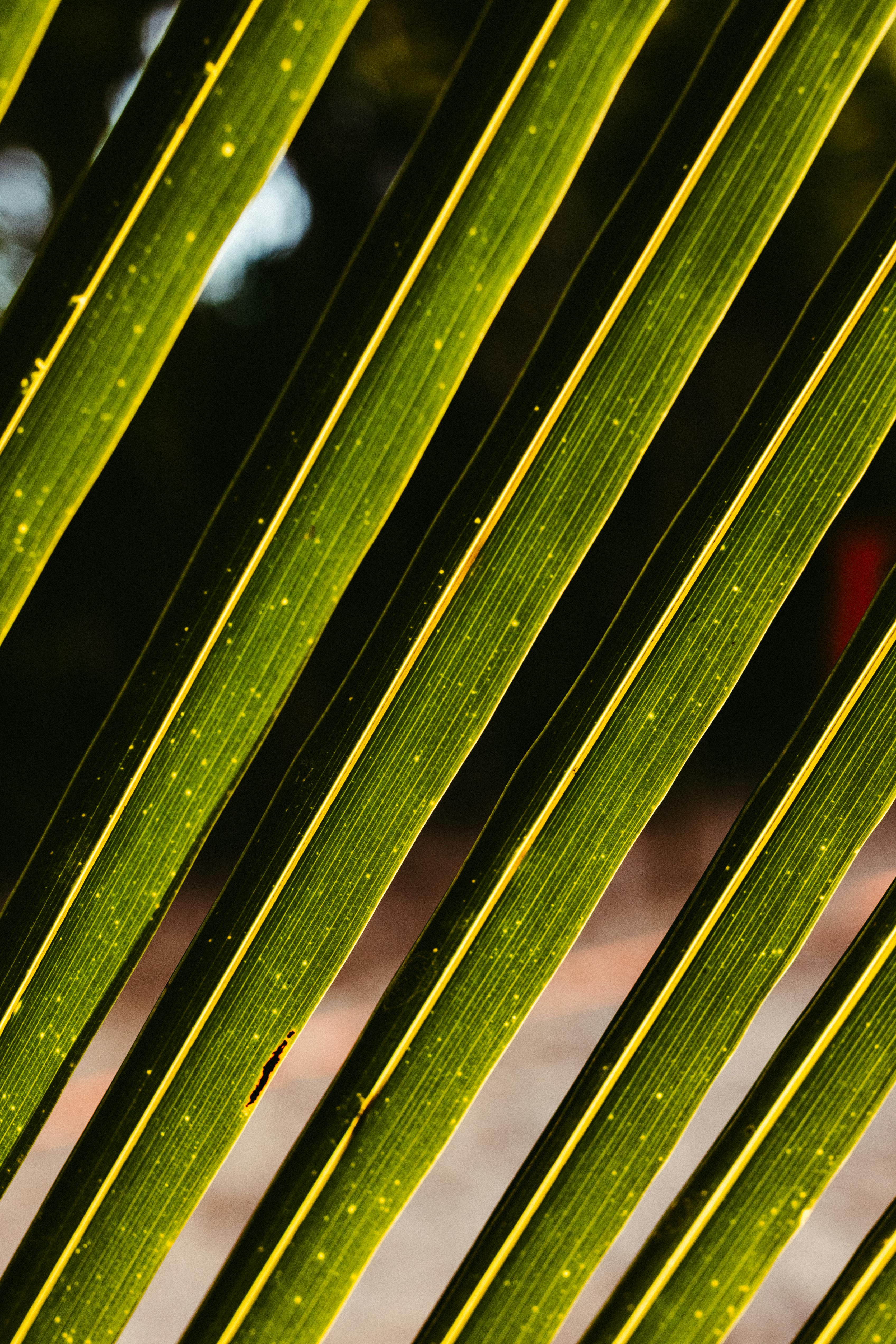 Kostnadsfria Detaljerad vy av palmblad med solljus som kastar skuggor och skapar en livfull textur. Stock foto