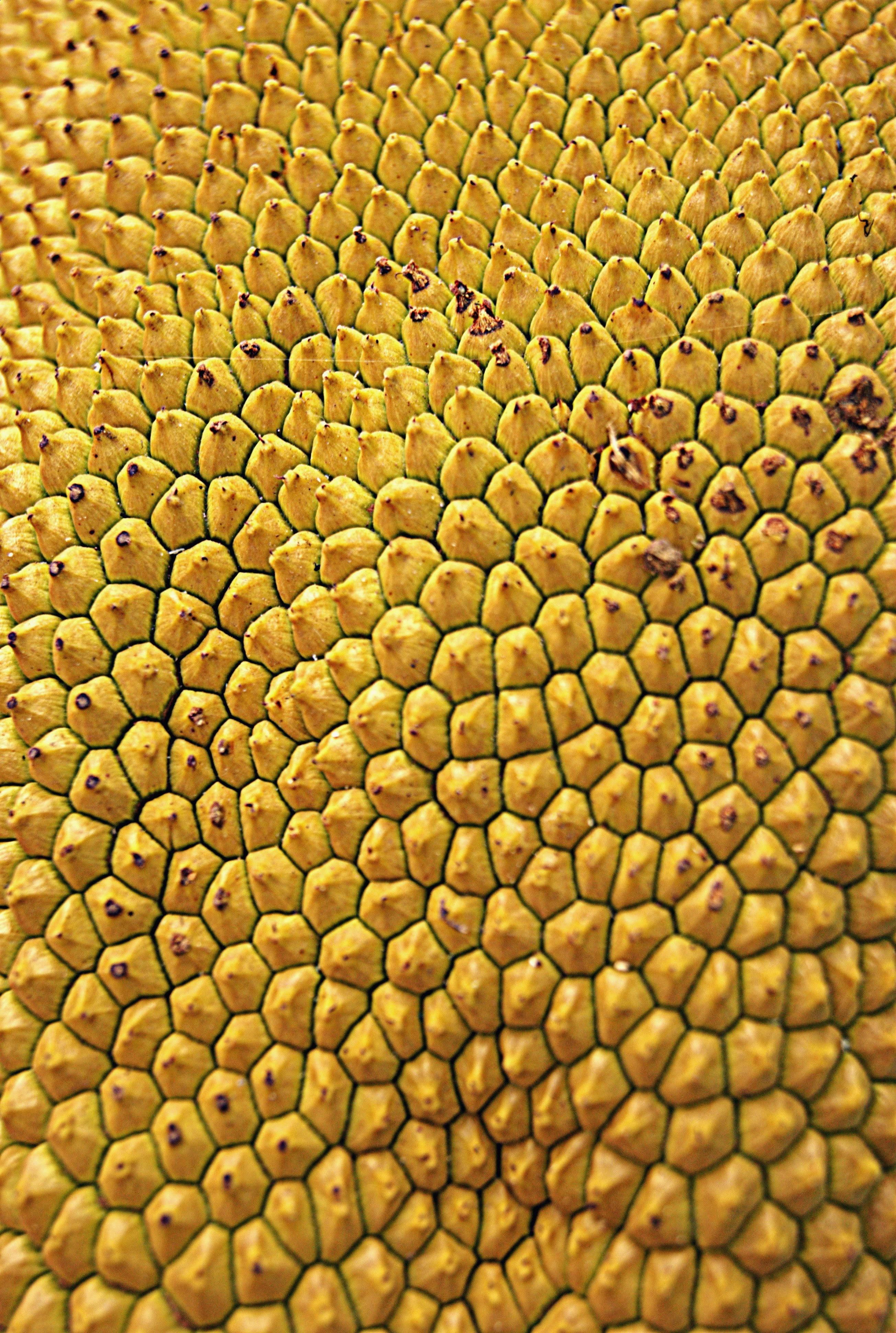 Ücretsiz altıgen şeklinde, artocarpus heterophyllus, Asya içeren Ücretsiz stok fotoğraf Stok Fotoğraflar