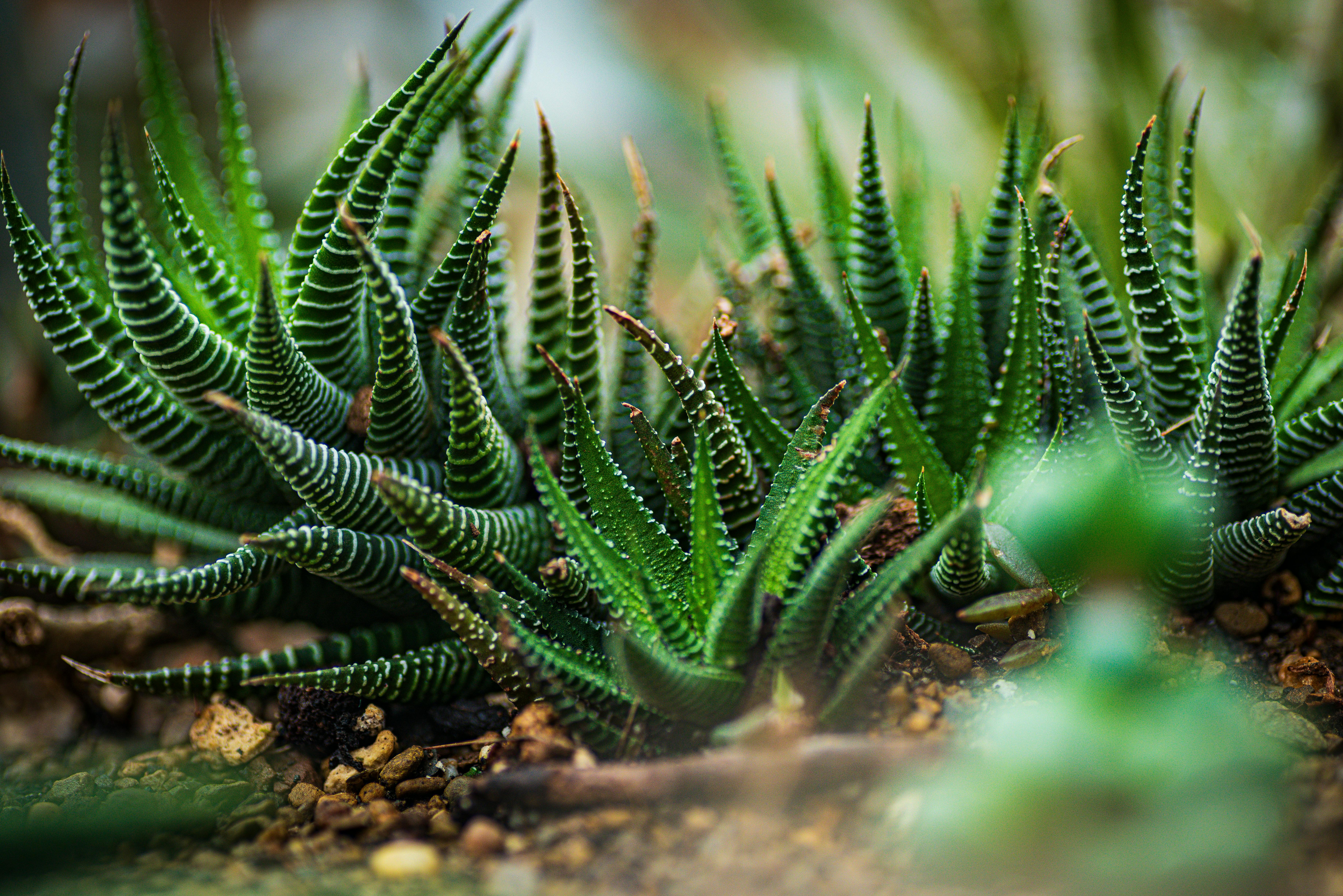 Gratuit Fotografie detaliată a unei suculente Haworthia cu modele complexe în Mansfield, OH. Fotografie de stoc