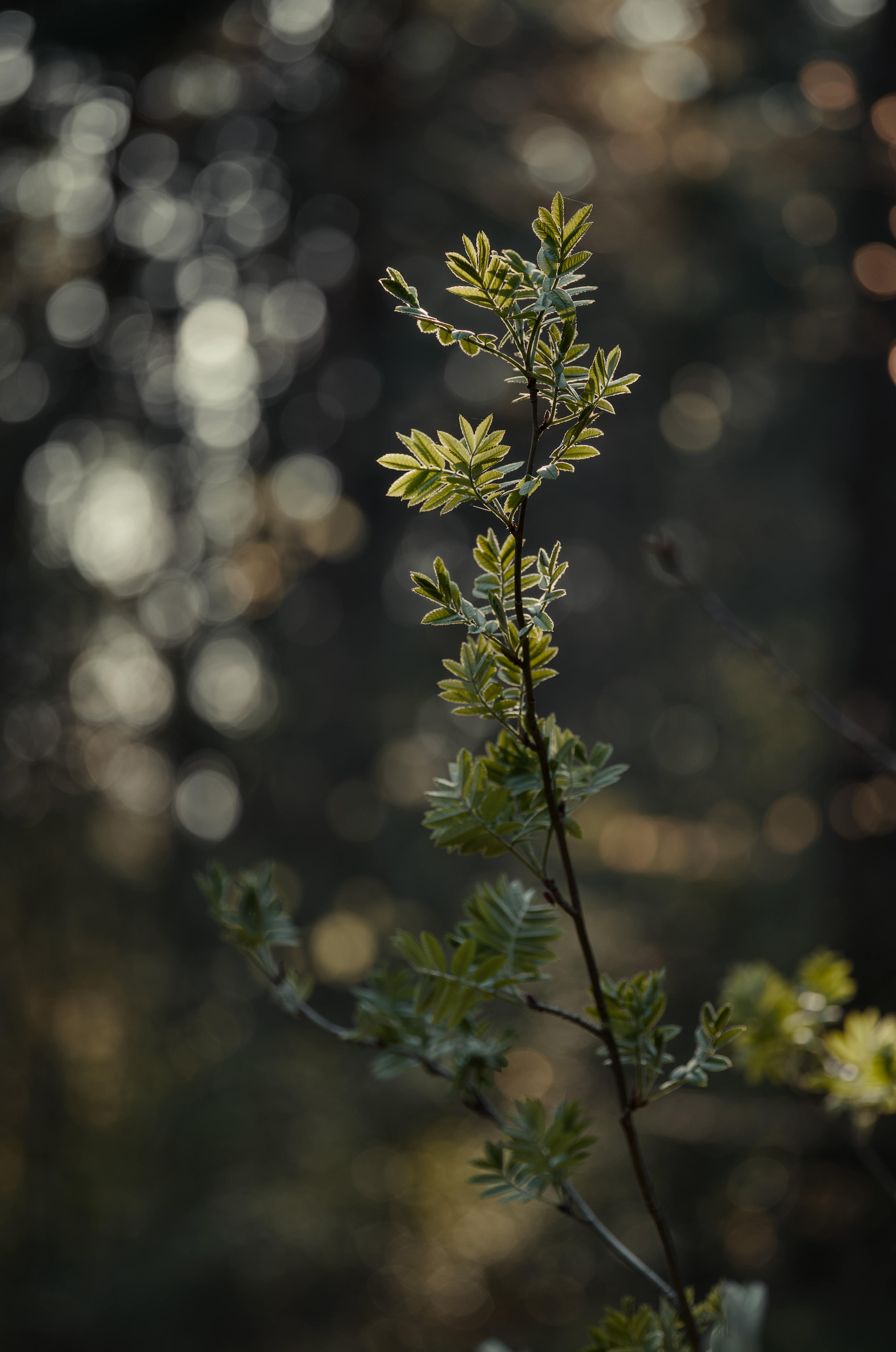 Ücretsiz Yumuşak tonlu orman fonunda dağ külü yapraklarının sakin bir yakın çekim fotoğrafı. Stok Fotoğraflar